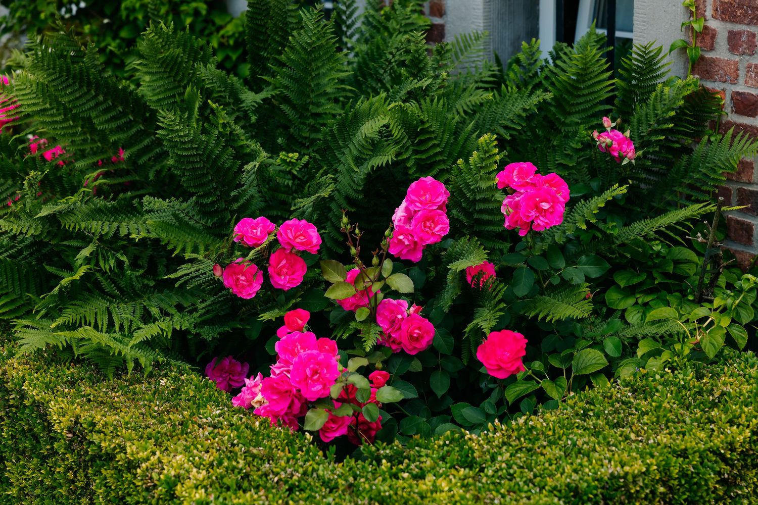Vibrant pink roses blooming beside lush green ferns in a manicured garden border near a brick building.
