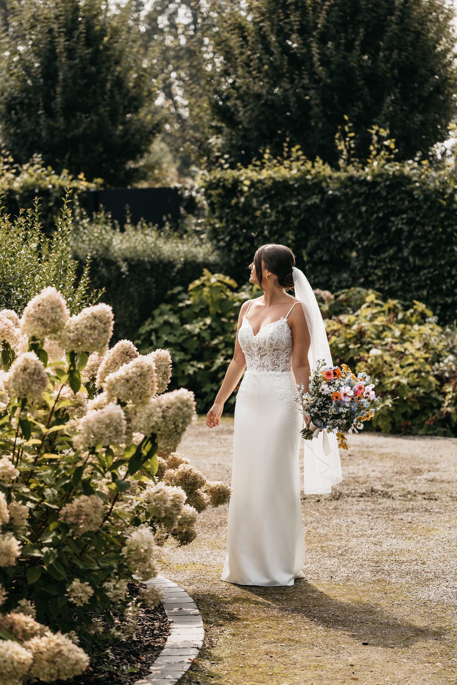 Elegant bride in lace wedding gown holding colorful bouquet walking past white hydrangeas in sunlit garden.