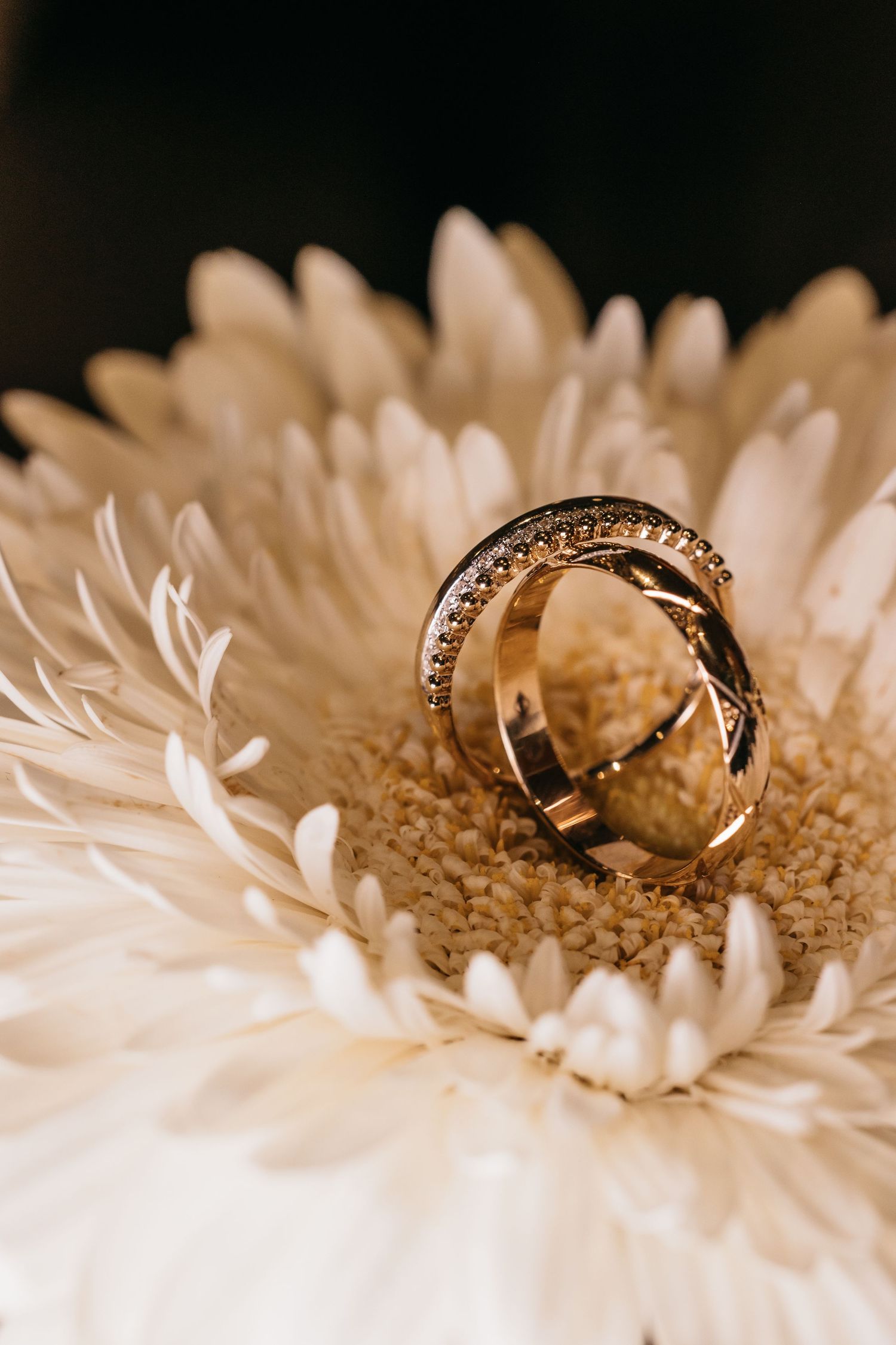 Two gold wedding rings resting elegantly in the center of a white gerbera daisy flower.