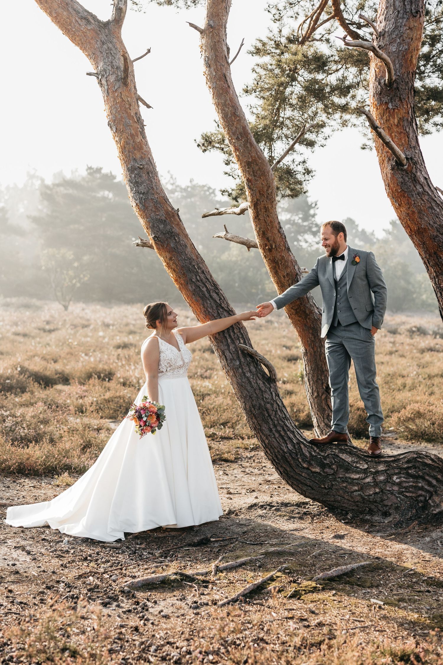 Bride and groom holding hands across a large twisted pine tree trunk in a sunlit heathland landscape.