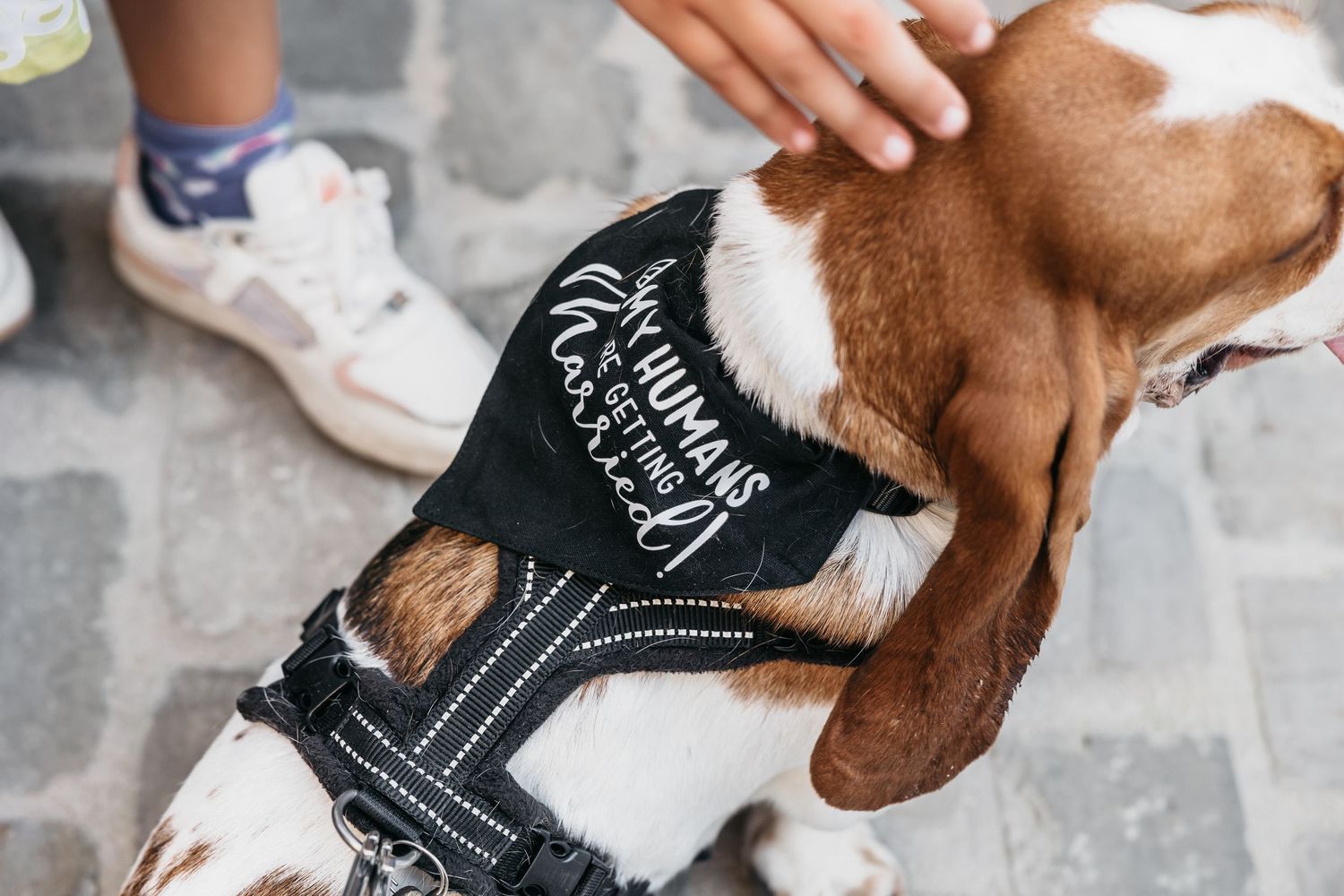 Close-up of cute dog wearing black bandana reading My Humans Are Getting Married at wedding celebration.
