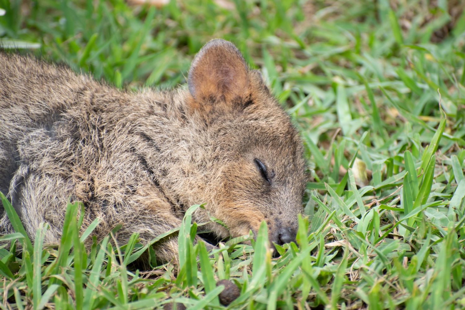 Candid picture of a Quokka taking a nap at the Brisbane Zoo.