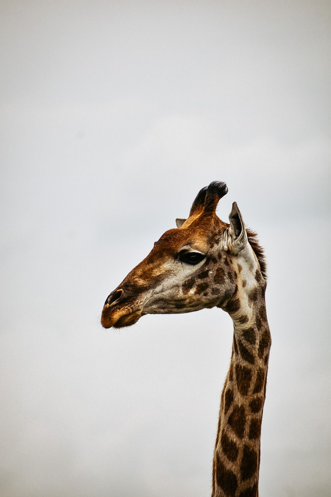 Celebrating a giraffe with one horn.