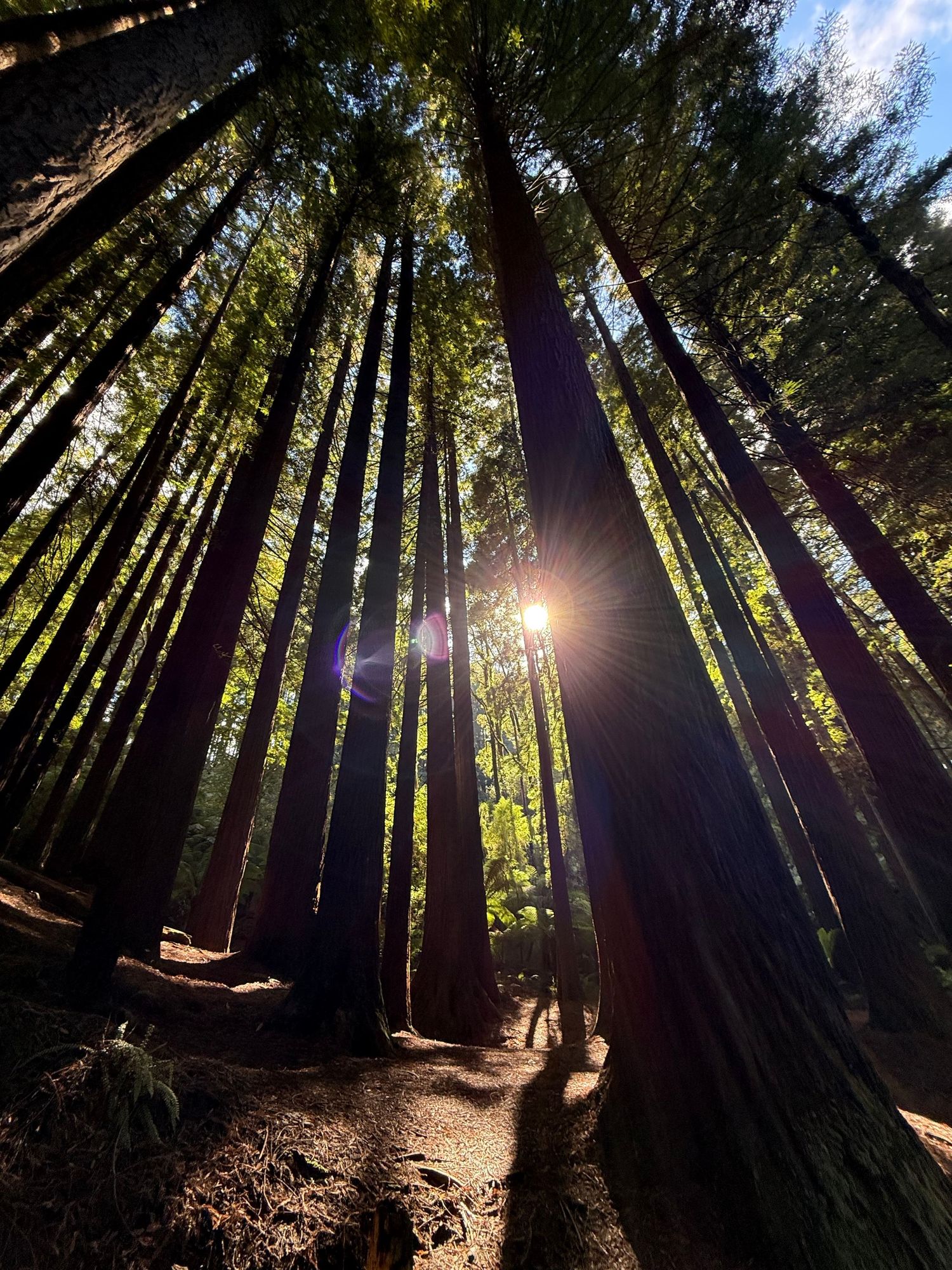 Exploring the Redwood Tree Forest in Australia.