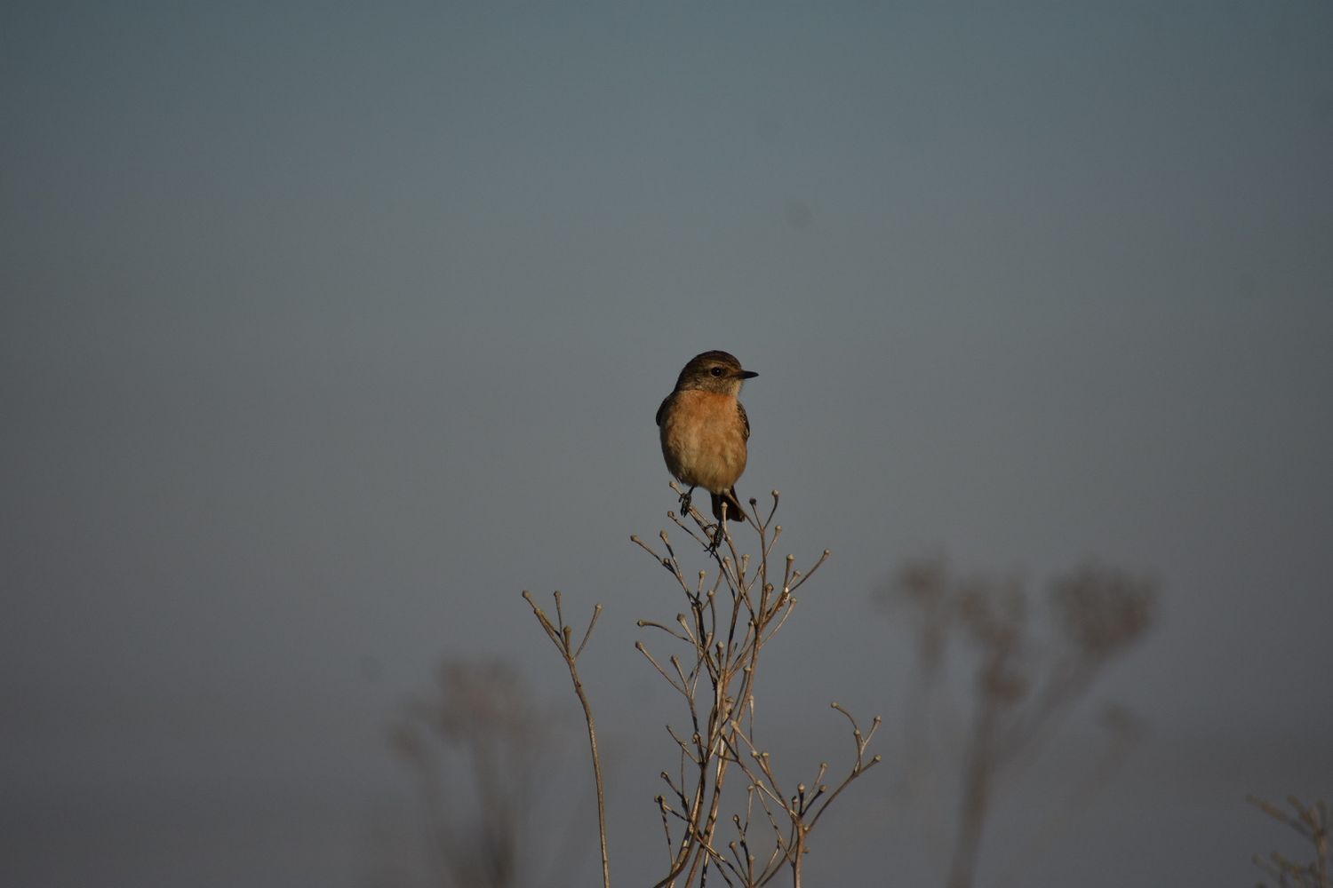 Candid picture of a tiny bird enjoying the sunset.