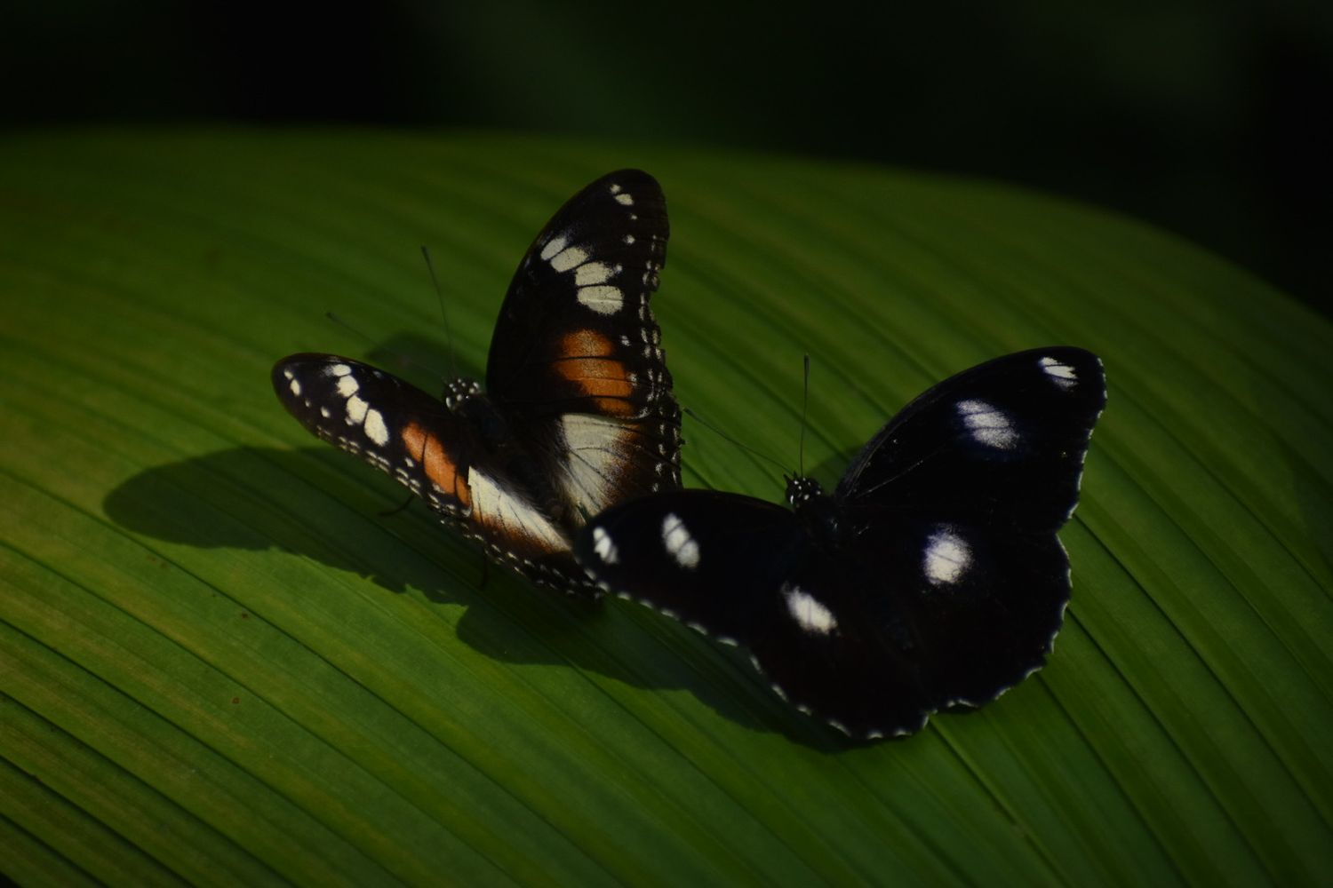 Candid photograph of a couple of butterflies in Australia.
