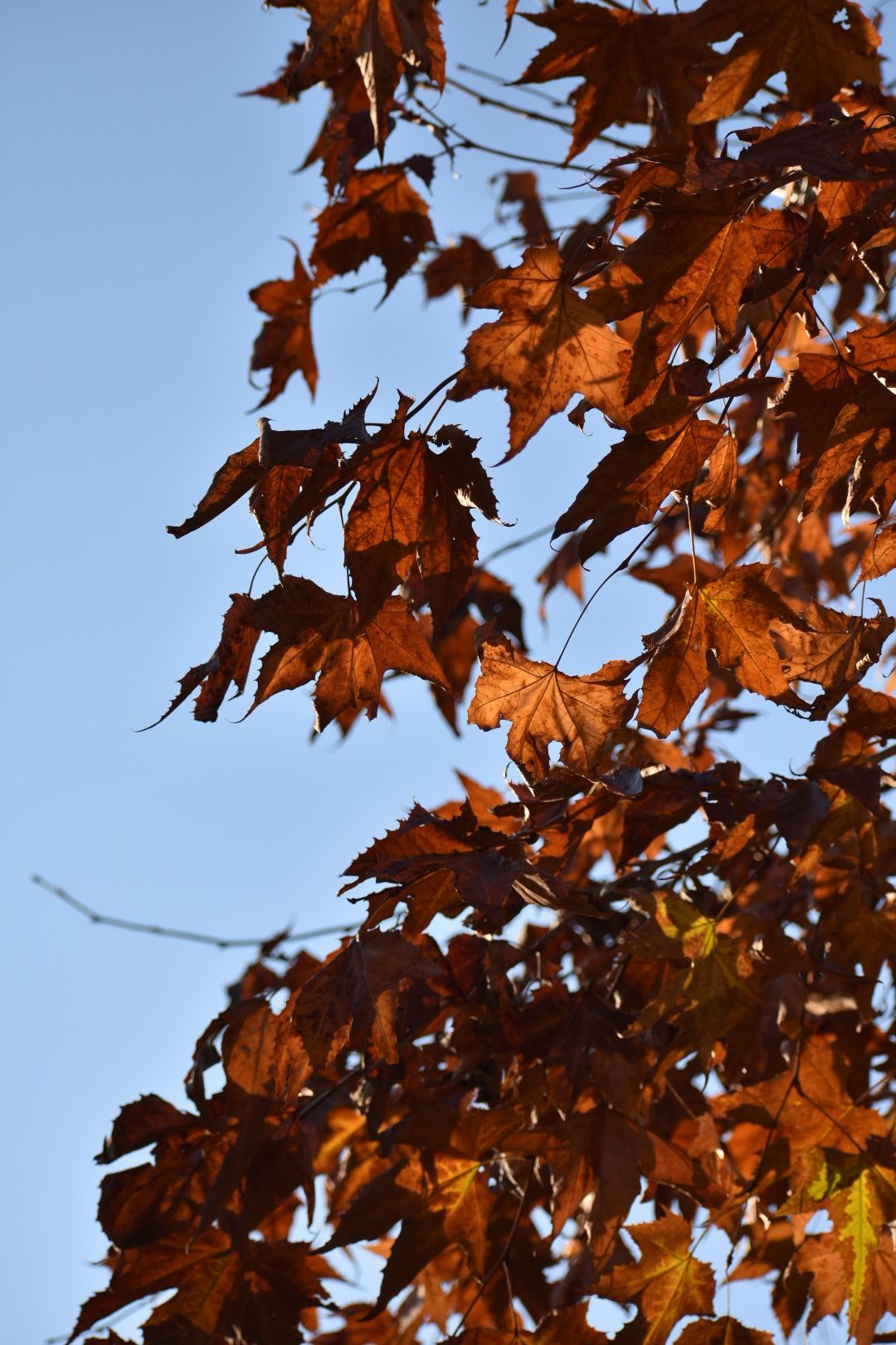 Capturing seasons changing in nature and life.