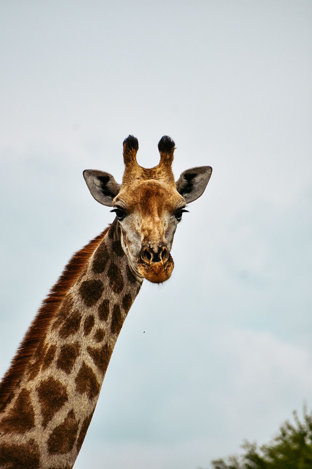 Candid picture of a family of giraffes.
