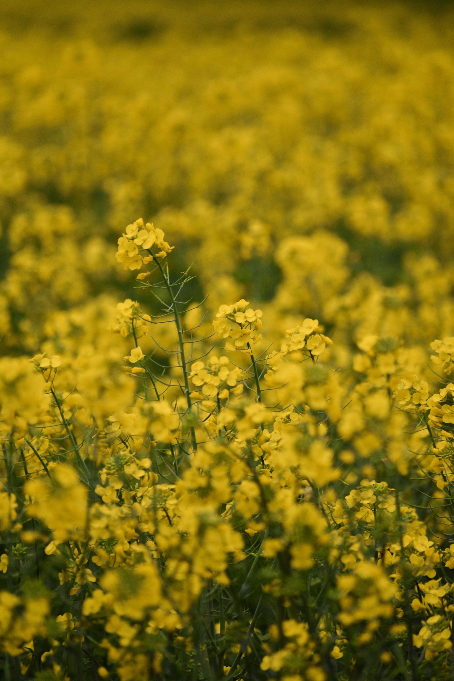 Canola fields are the perfect place for candid photos.