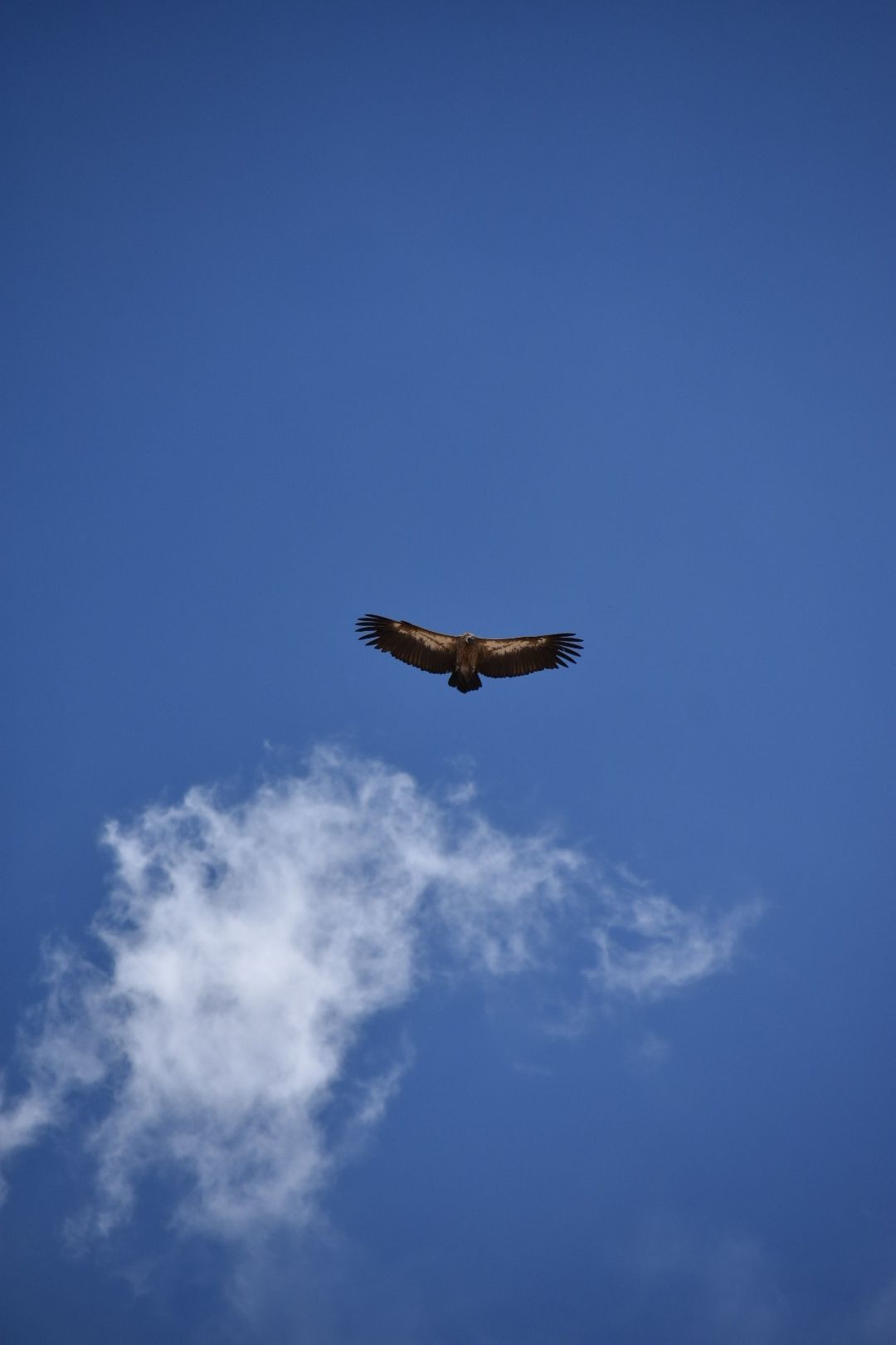 Candid picture of a bird feasting on its prey in Namibia.
