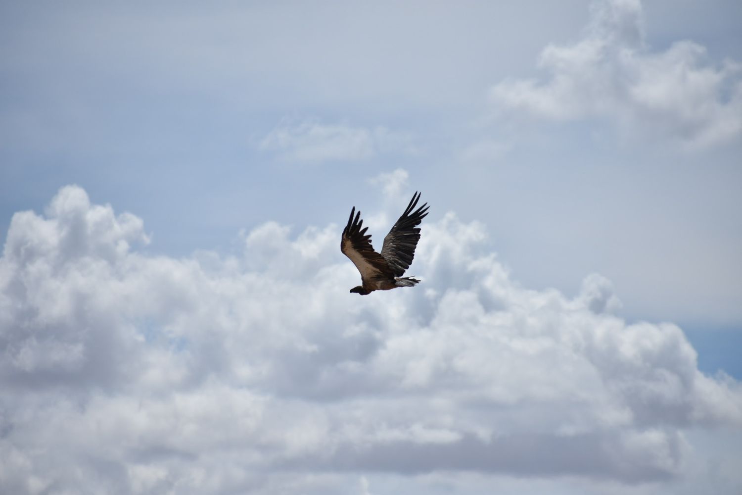 Candid picture of a bird feasting on its prey in Namibia.