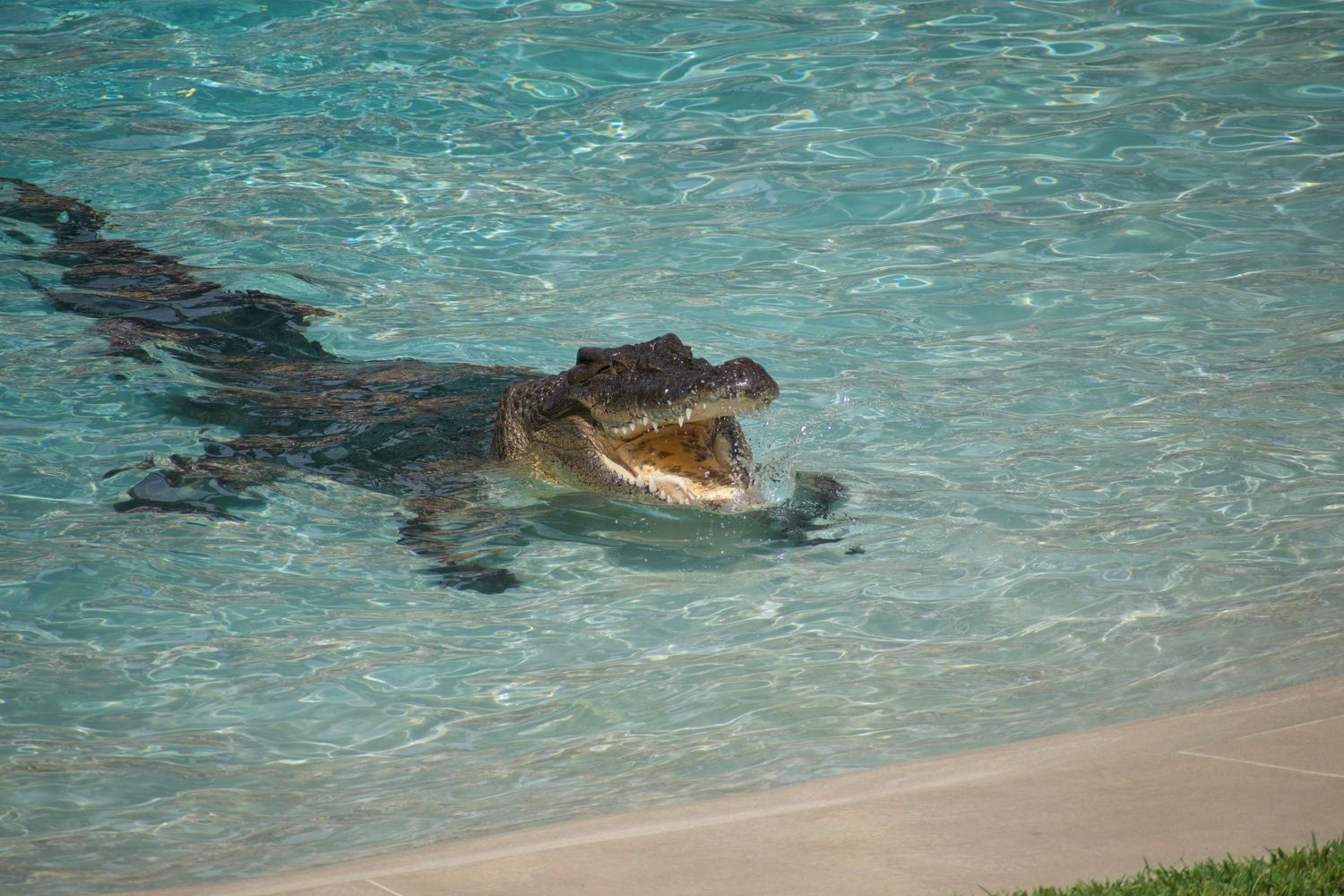 Candid picture of a crocodile at the Brisbane Zoo.