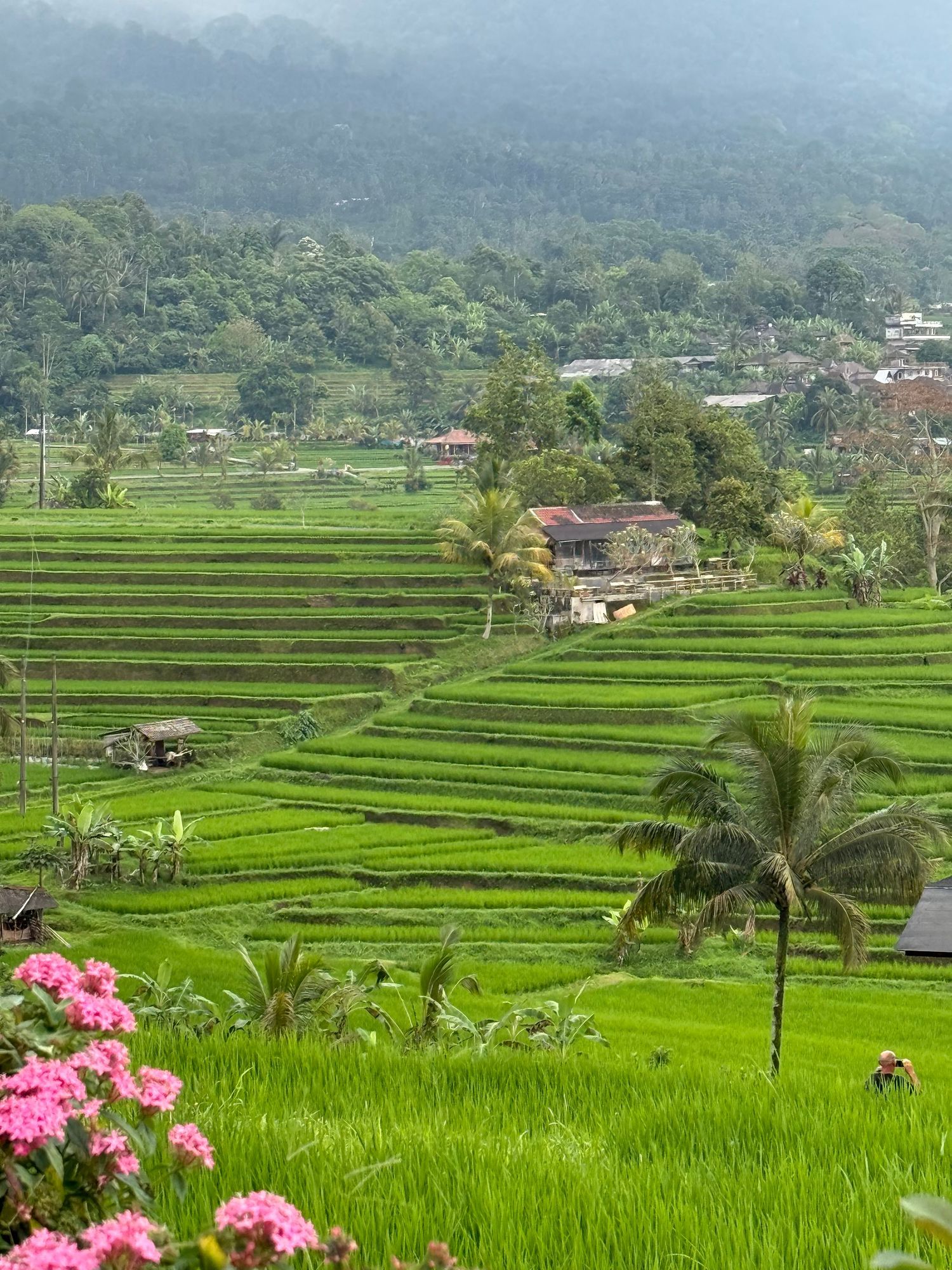 Bali rice fields make the perfect backdrop.