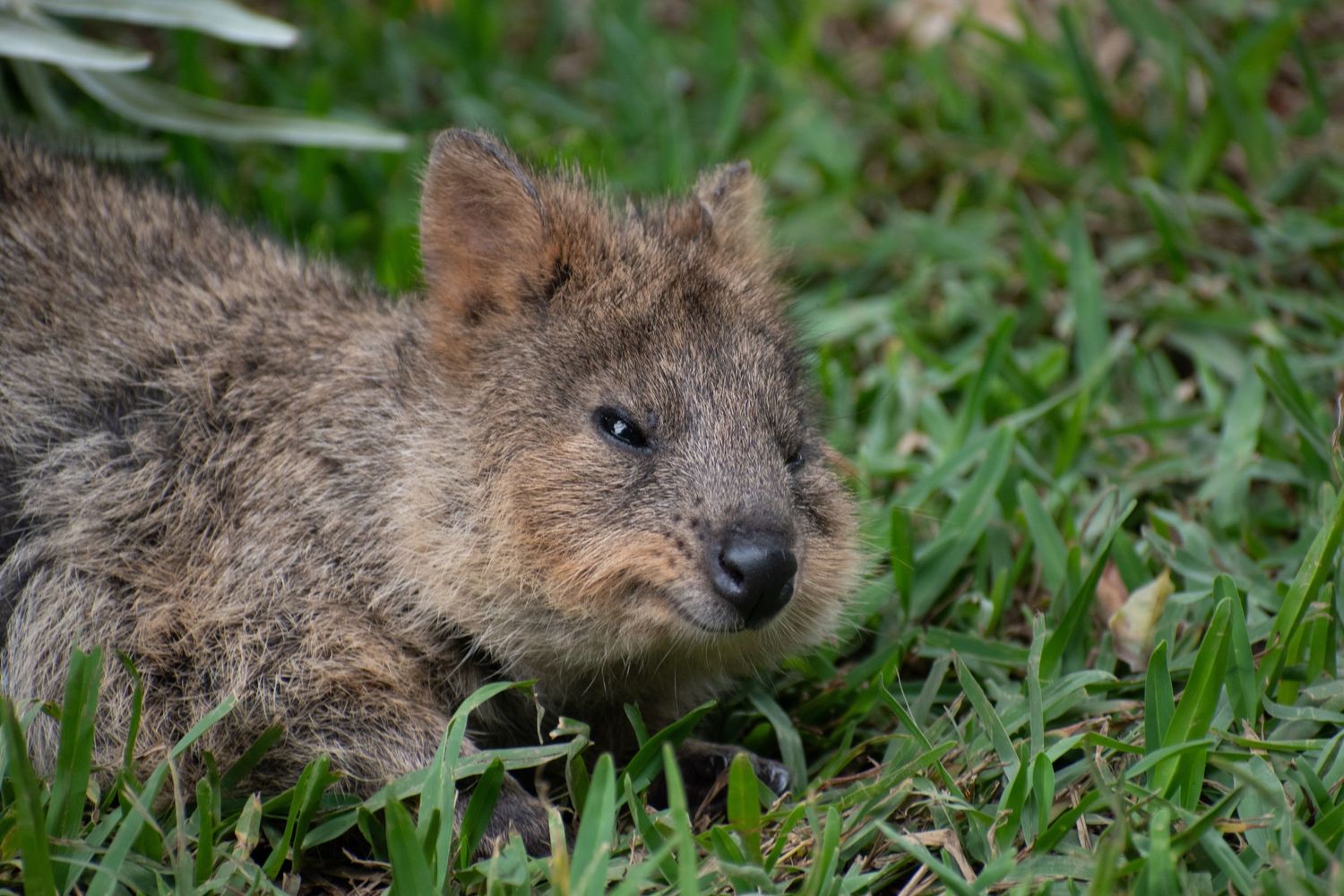 Candid picture of a Quokka waking up after a nap at the Brisbane Zoo.