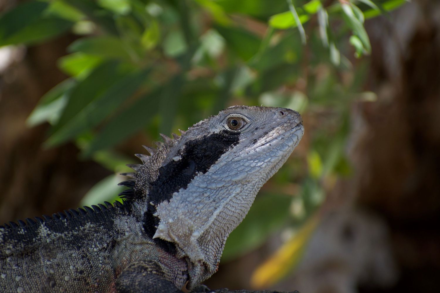 Surprise visit from this reptile on a beach in Sydney.