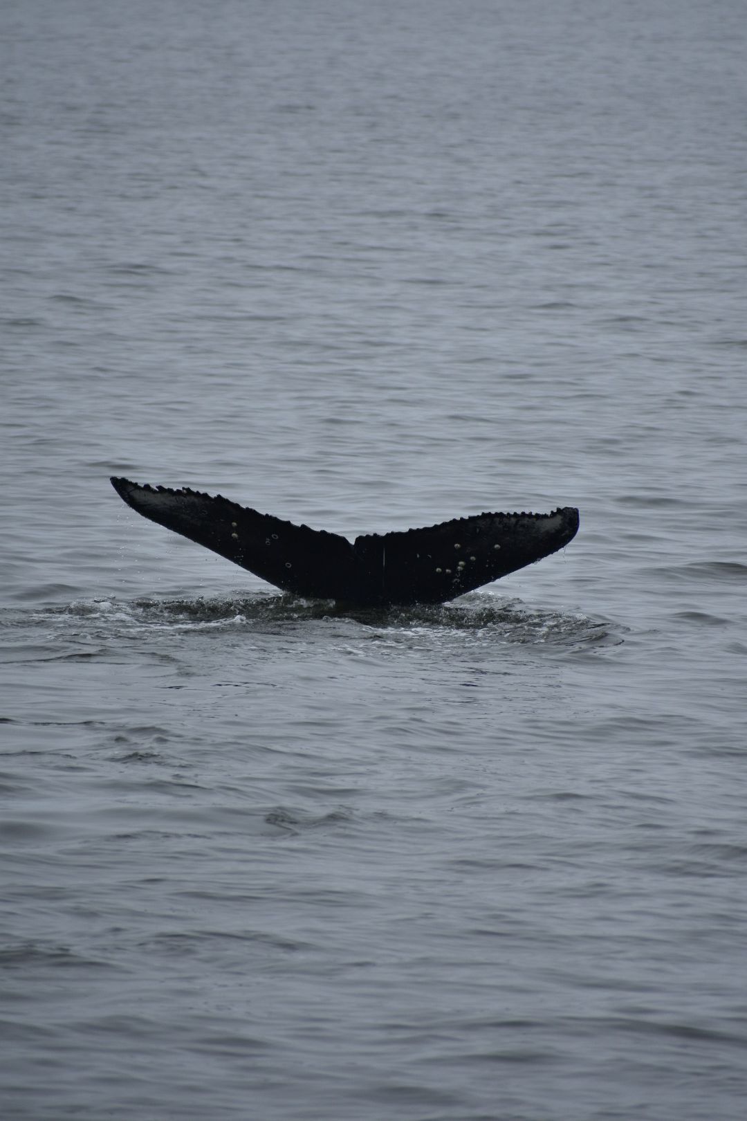 Candid picture of a whale in Namibia.