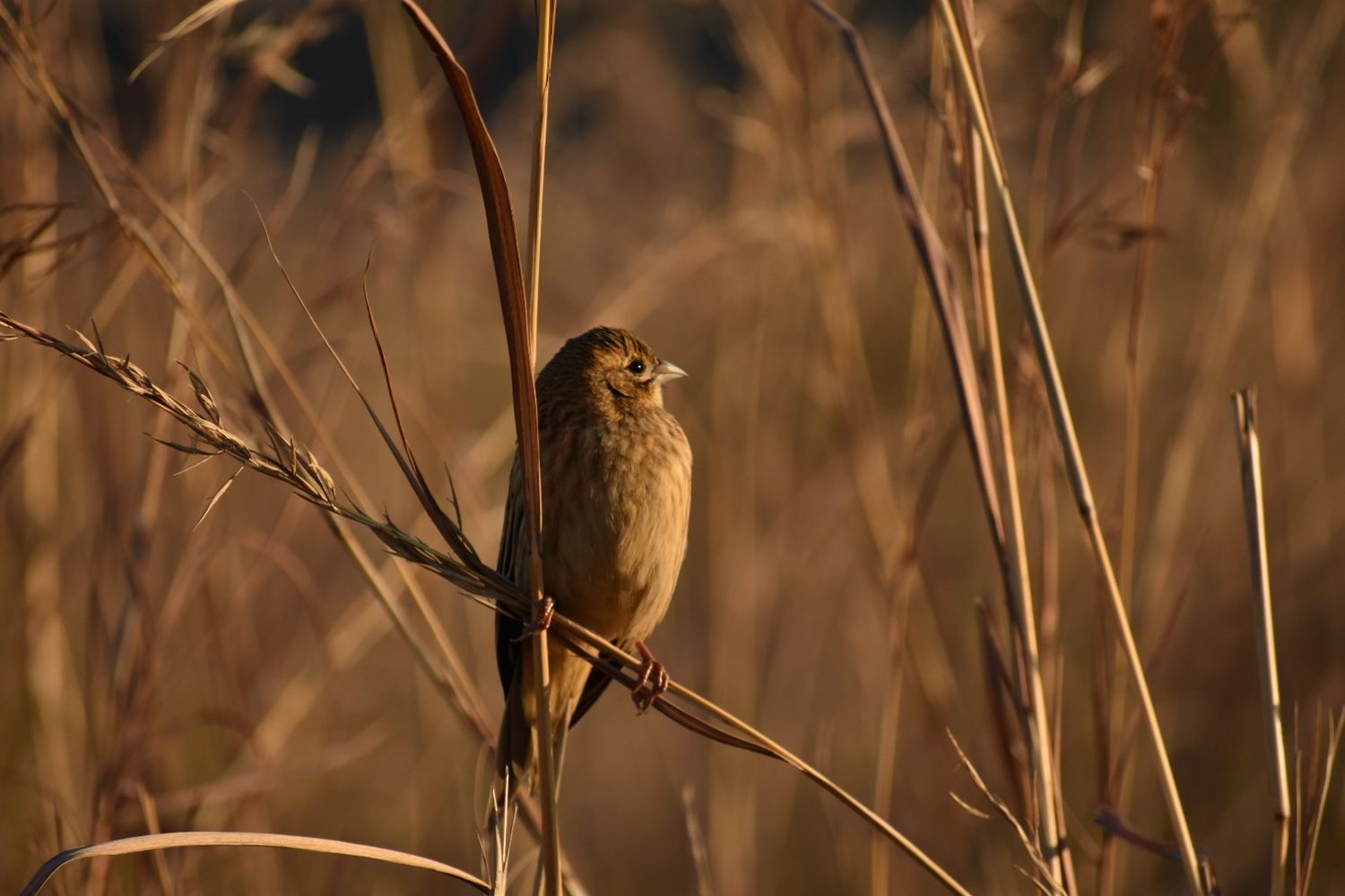 Candid picture of a tiny bird enjoying the sunset.