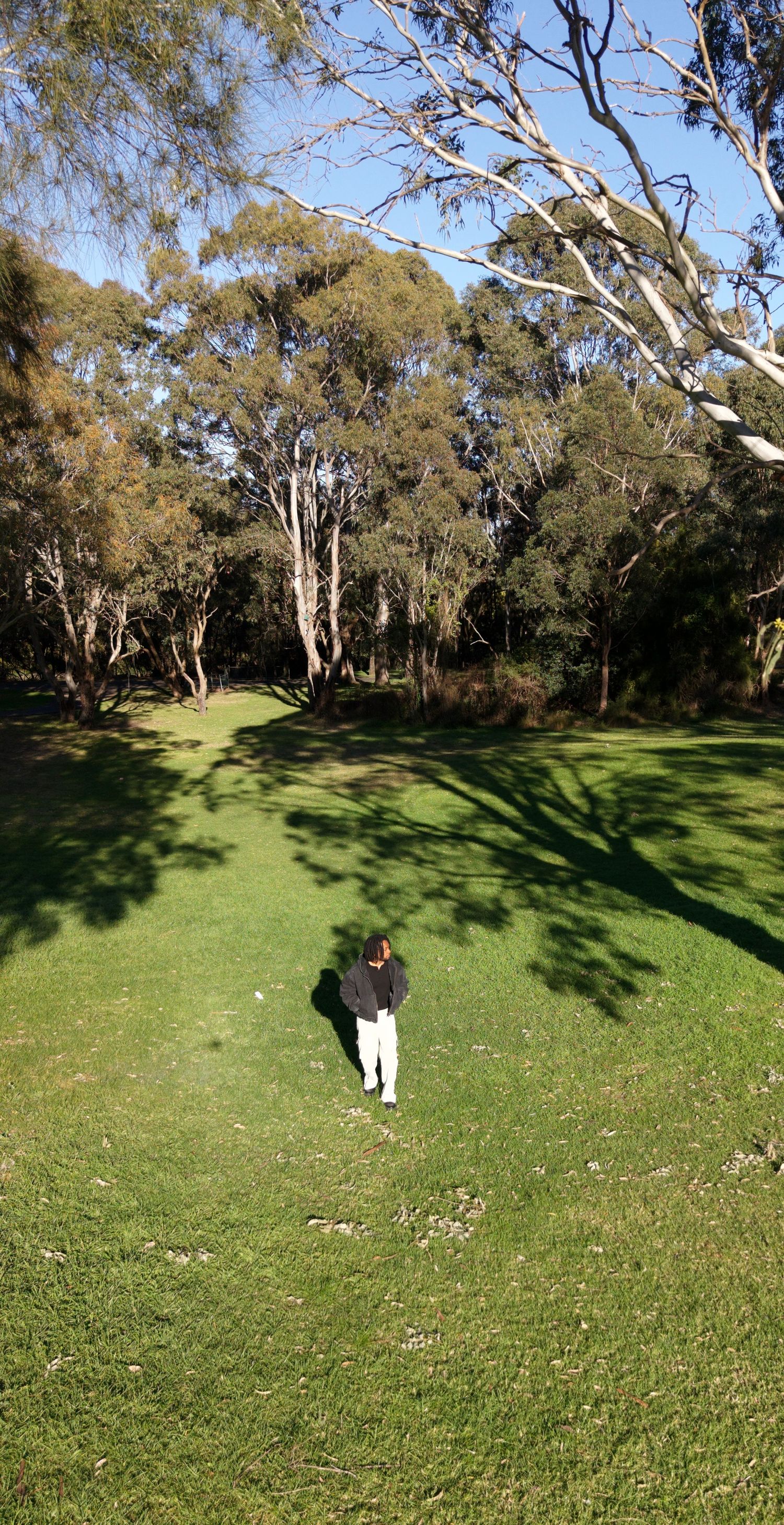 Aerial view of a person walking on lush green grass surrounded by tall eucalyptus trees casting shadows on a sunny day.