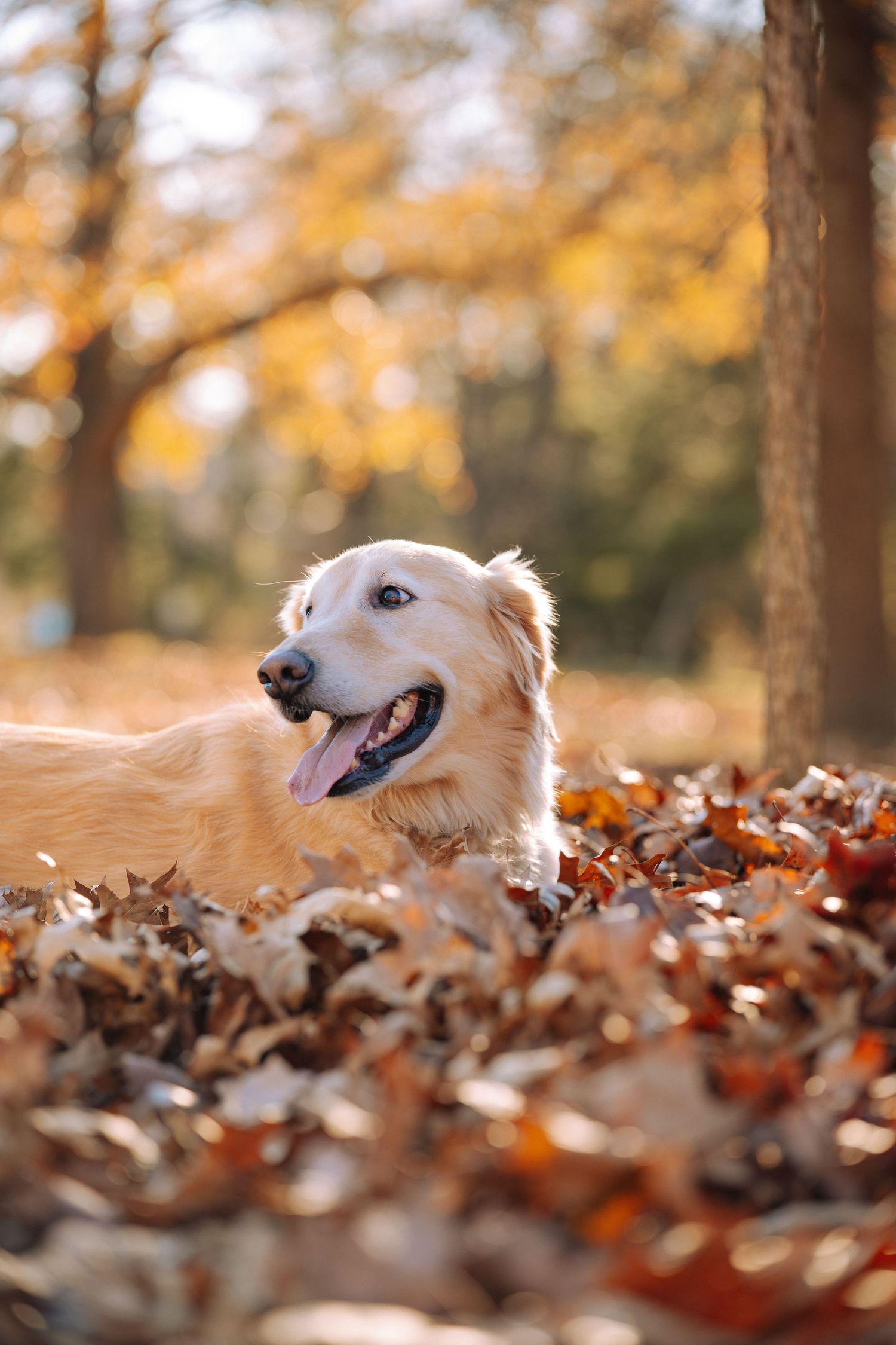 Golden Retriever peeking through autumn leaves with a happy expression.