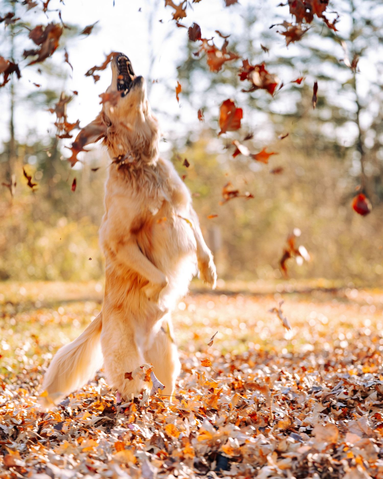 Golden retriever jumping and playing in swirling fall leaves.