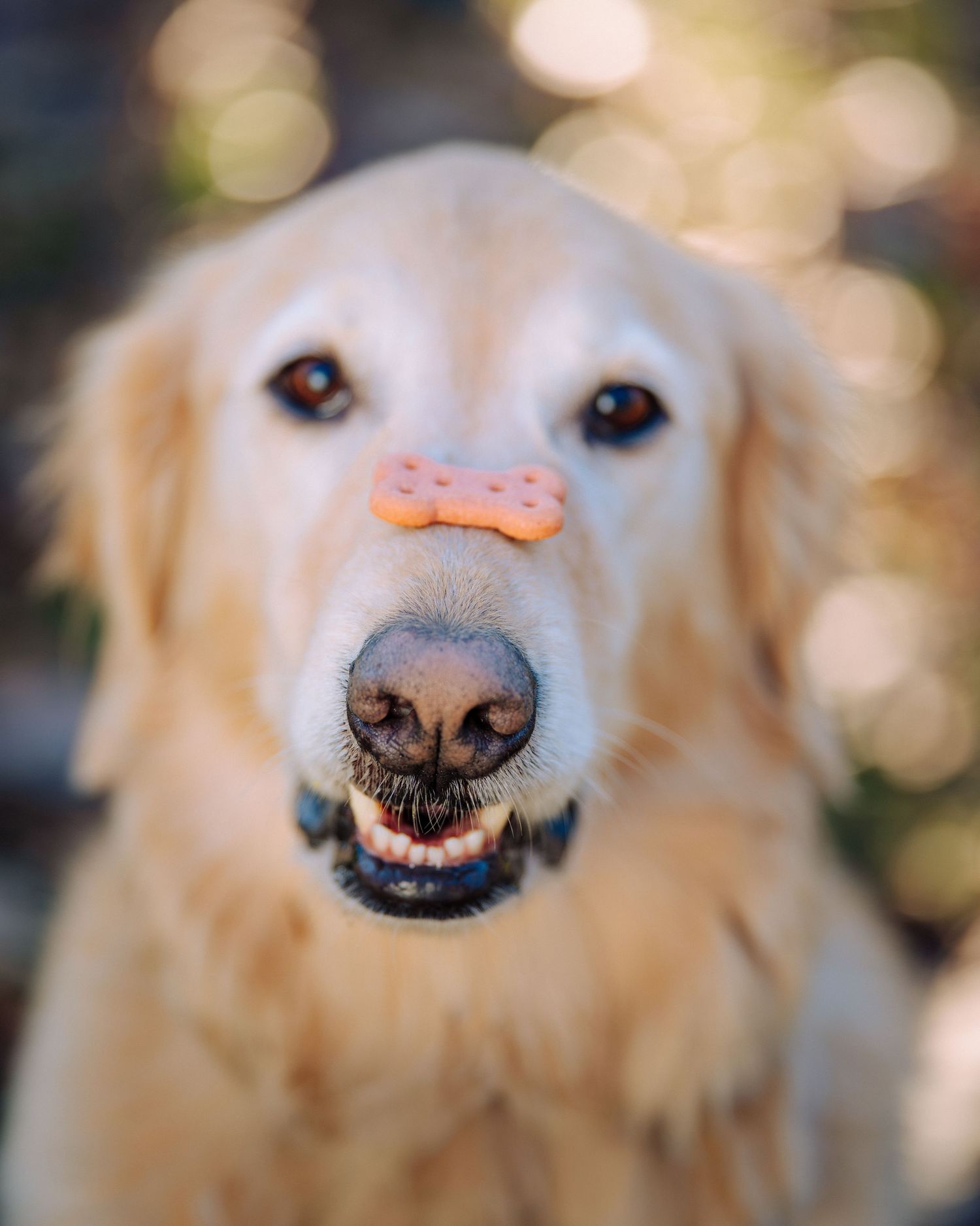 Close-up portrait series of golden retriever's face with bokeh background.
