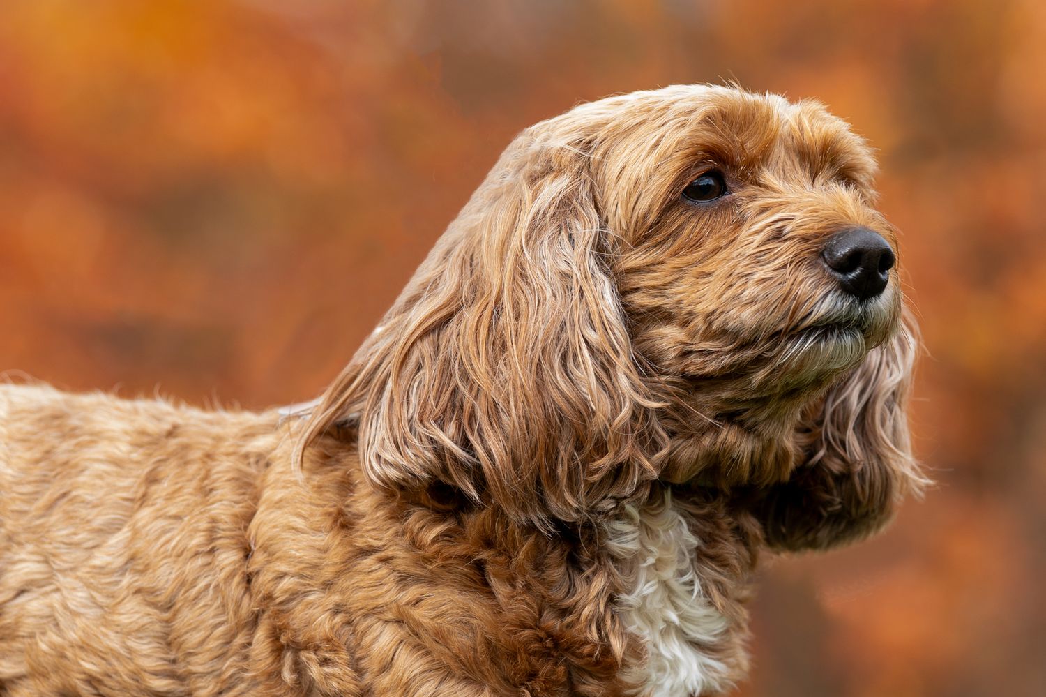 Profile view of brown dog with autumn colors in soft focus background.