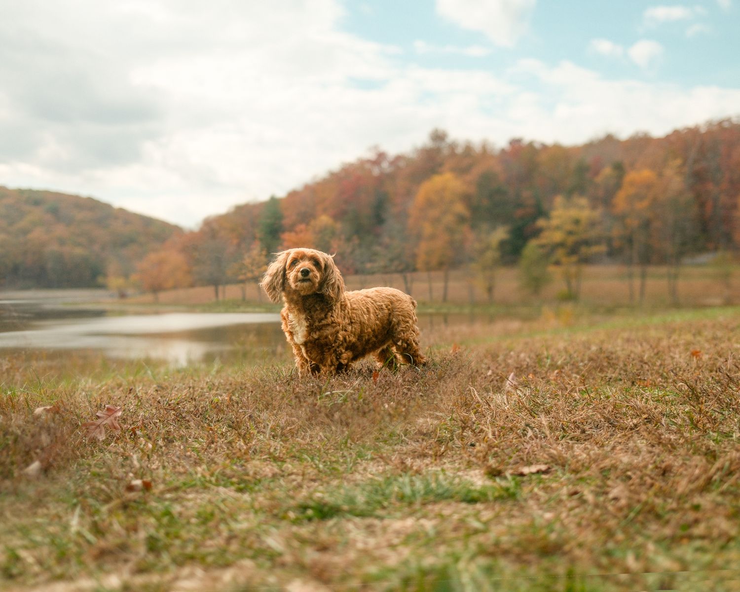 Golden retriever runs through a field with mountains and fall foliage in background.