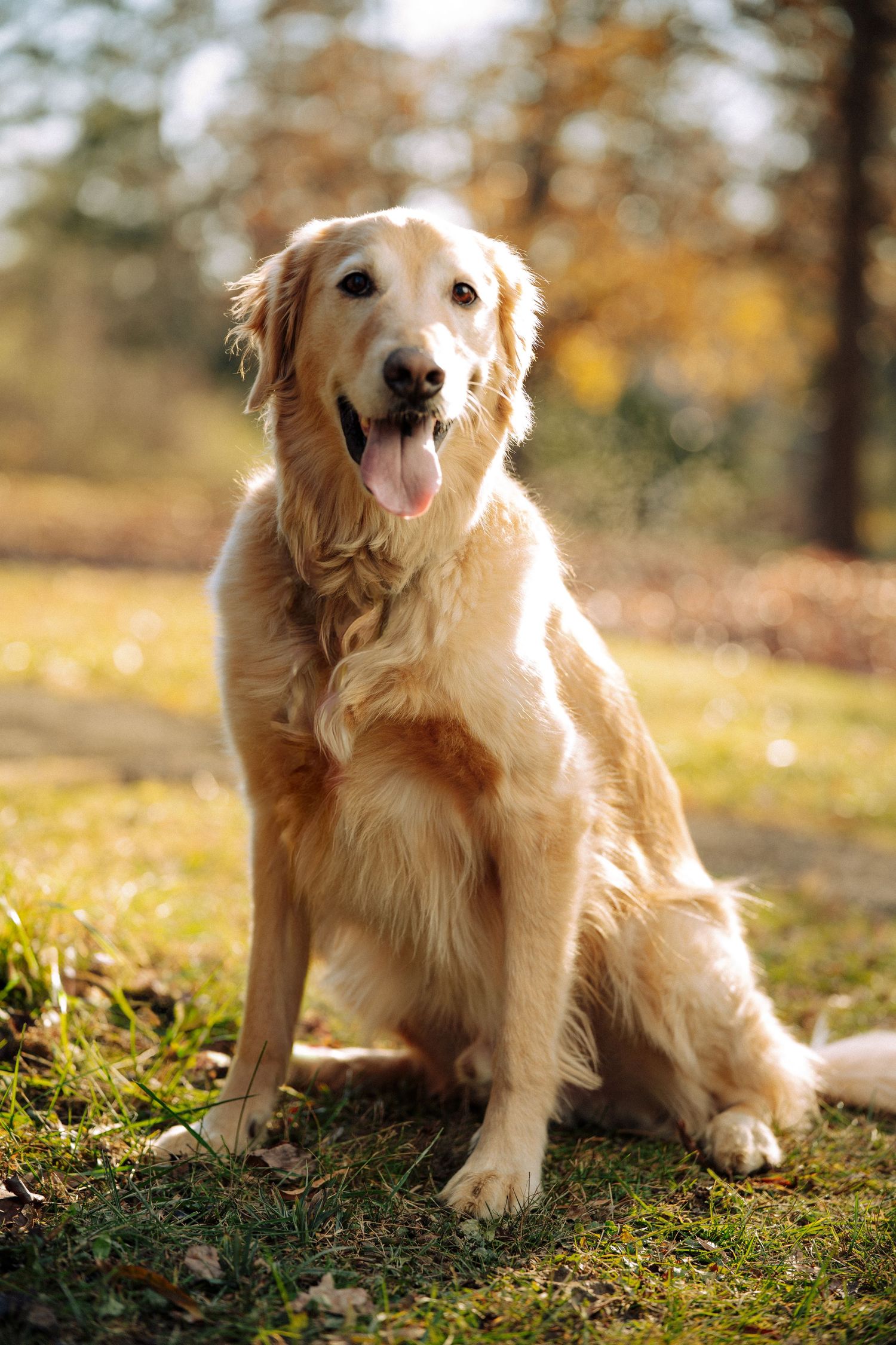 Golden retriever sits in autumn grass with happy expression during outdoor photoshoot.
