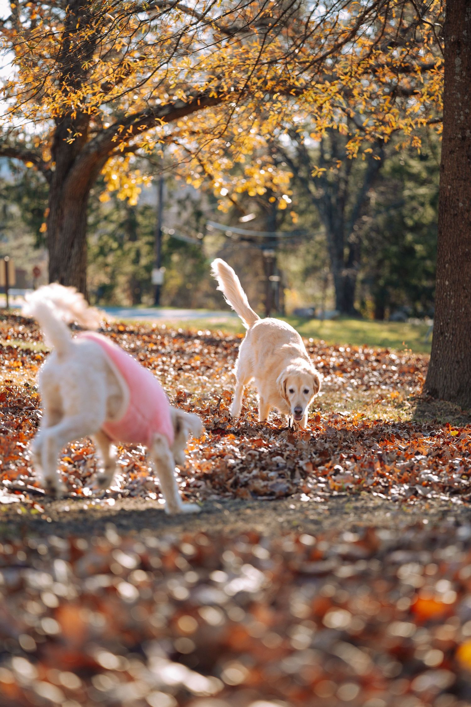 Dogs playing and running through fallen autumn leaves in a park.