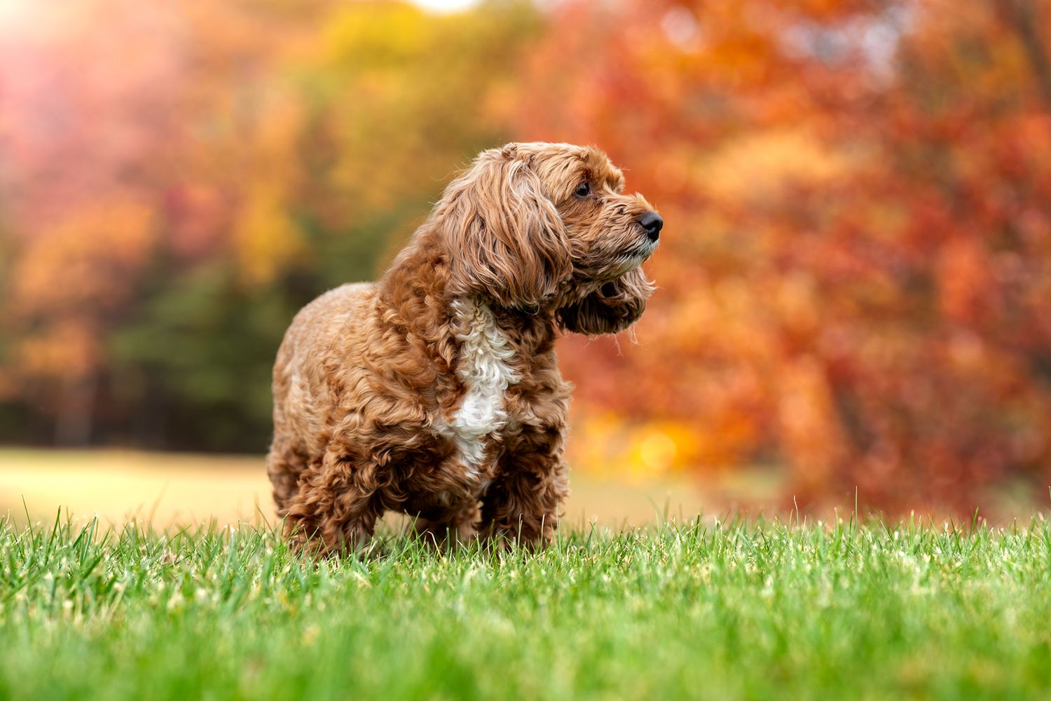 Fluffy brown dog playing and running through grass in fall scenery.