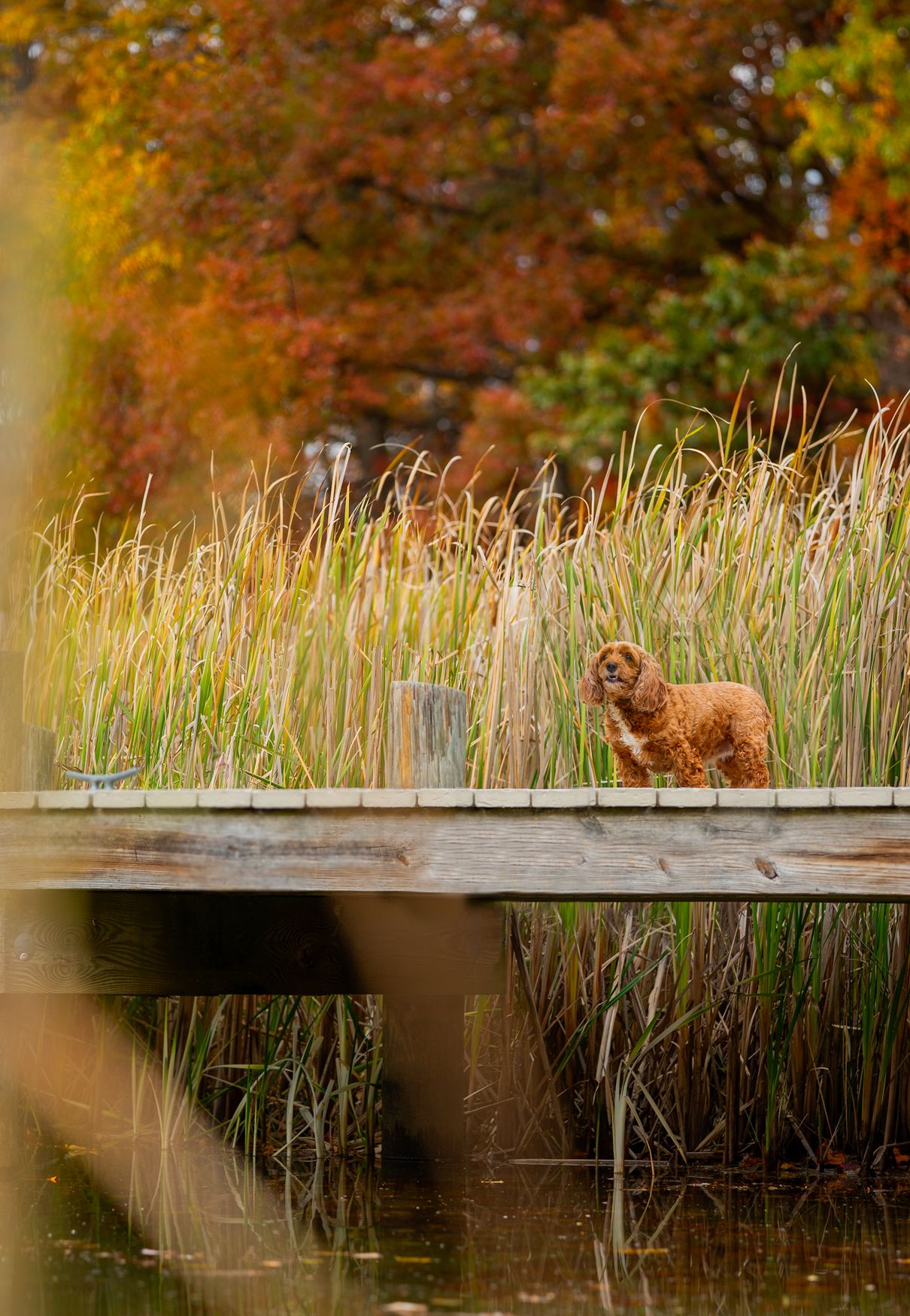 Brown dog walking on wooden dock surrounded by tall reeds and fall foliage.