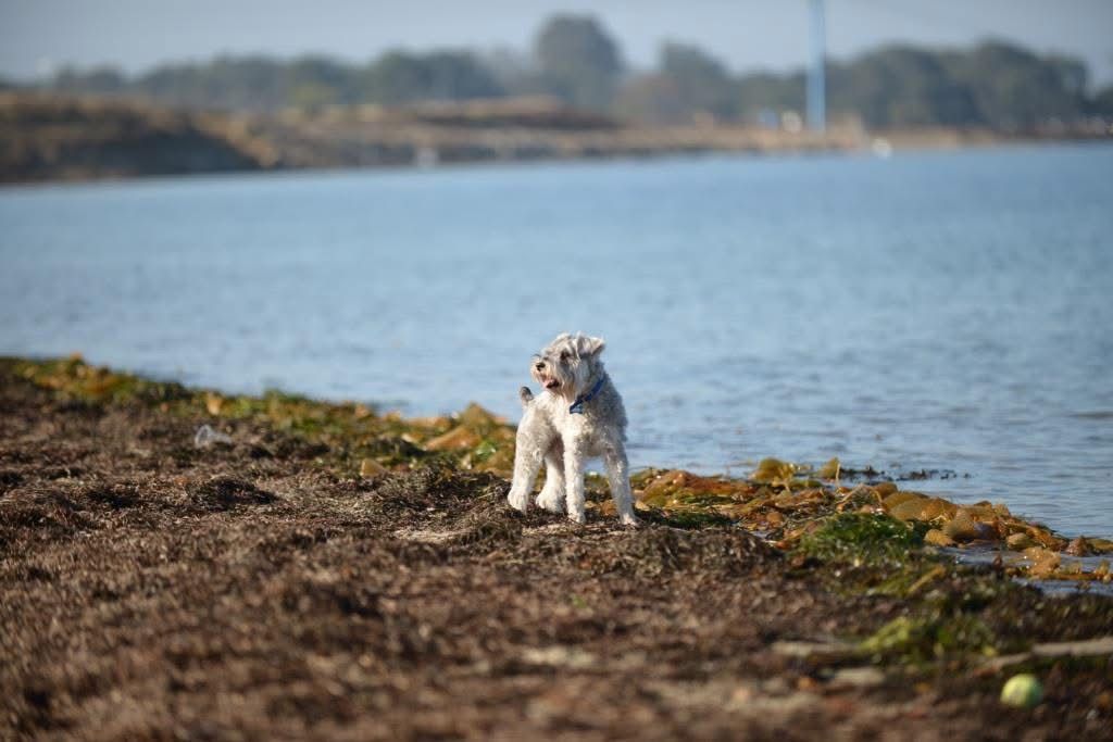 A small white dog explores the rocky shoreline of a lake.