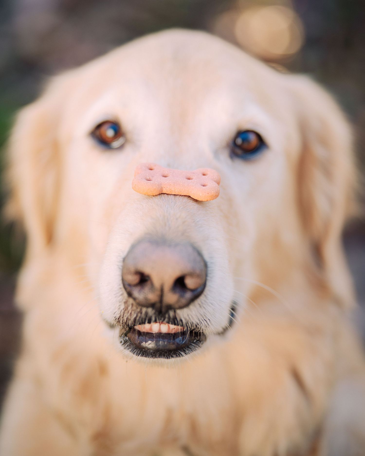 Close-up portrait of a golden retriever's face showing nose and eyes impatiently wanting his treat