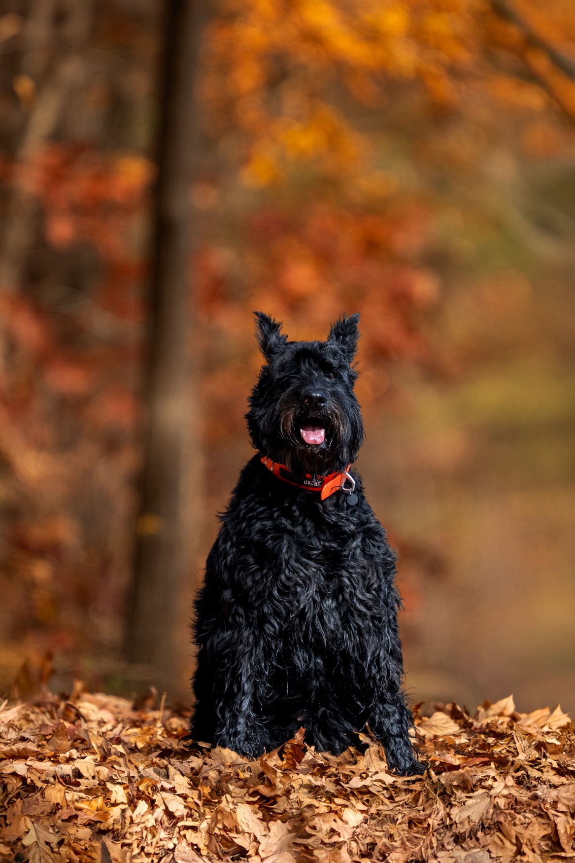 Black Scottish Terriers playing in pile of fallen autumn leaves.