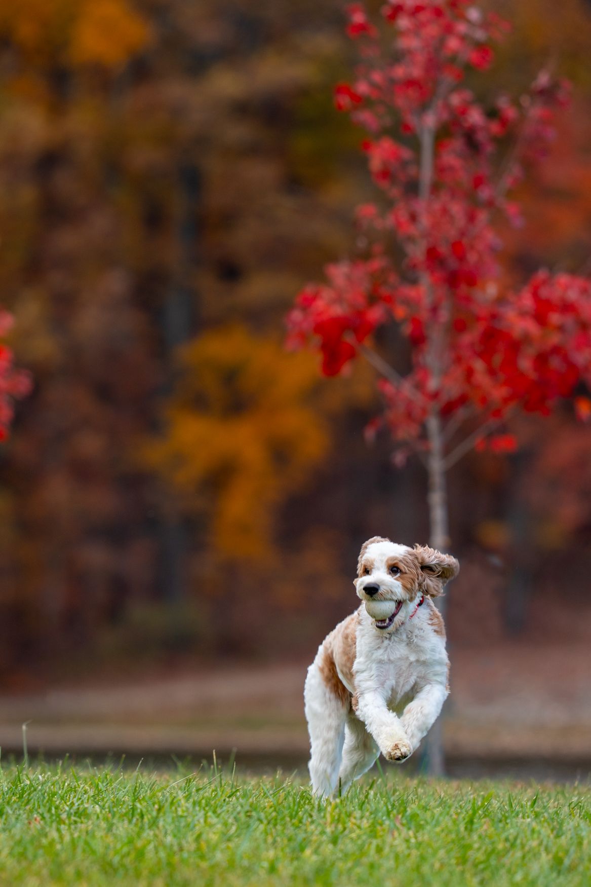 White fluffy dog running through grass with red autumn trees in background.