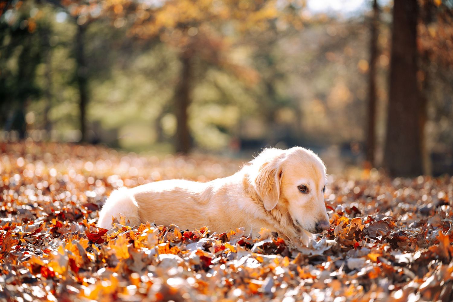 Golden Retriever lying in scattered fall foliage with trees in background.
