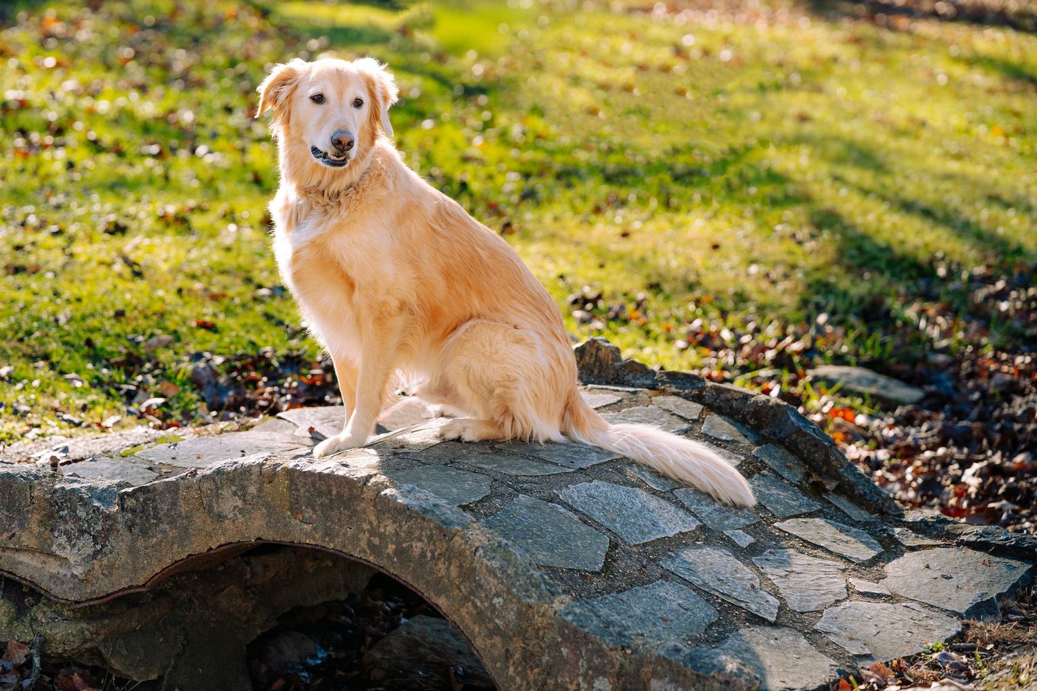 Golden retriever resting on stone ledge in autumn landscape.