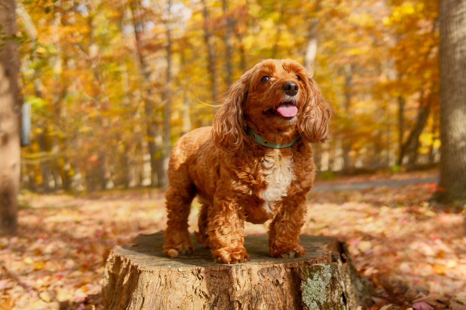 Two goldendoodle dogs playing together in a park filled with autumn leaves.