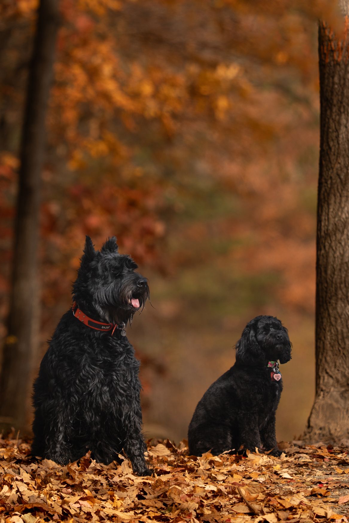Black Scottish Terriers sitting among fallen autumn leaves in forest.