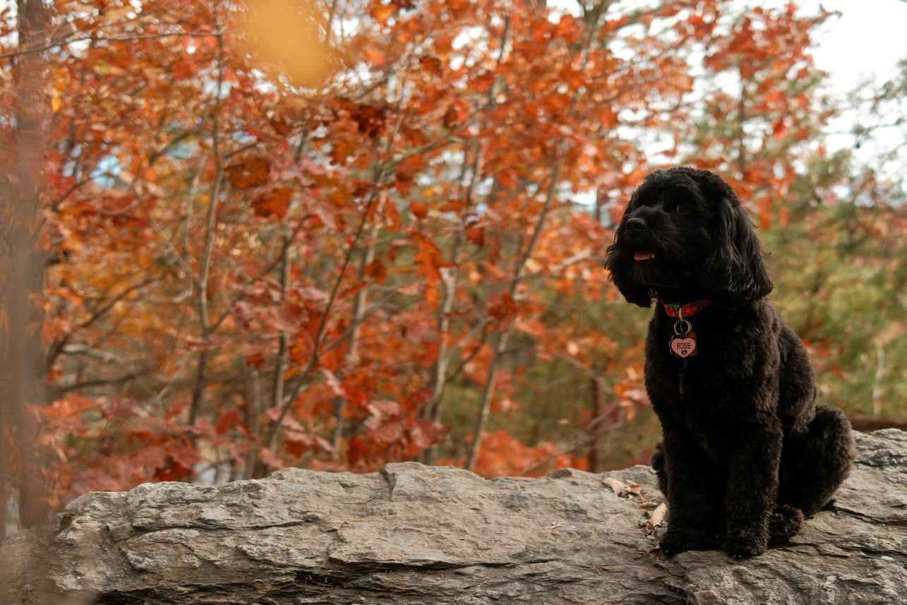 Two people rest on a stone wall with fall trees in the background.
