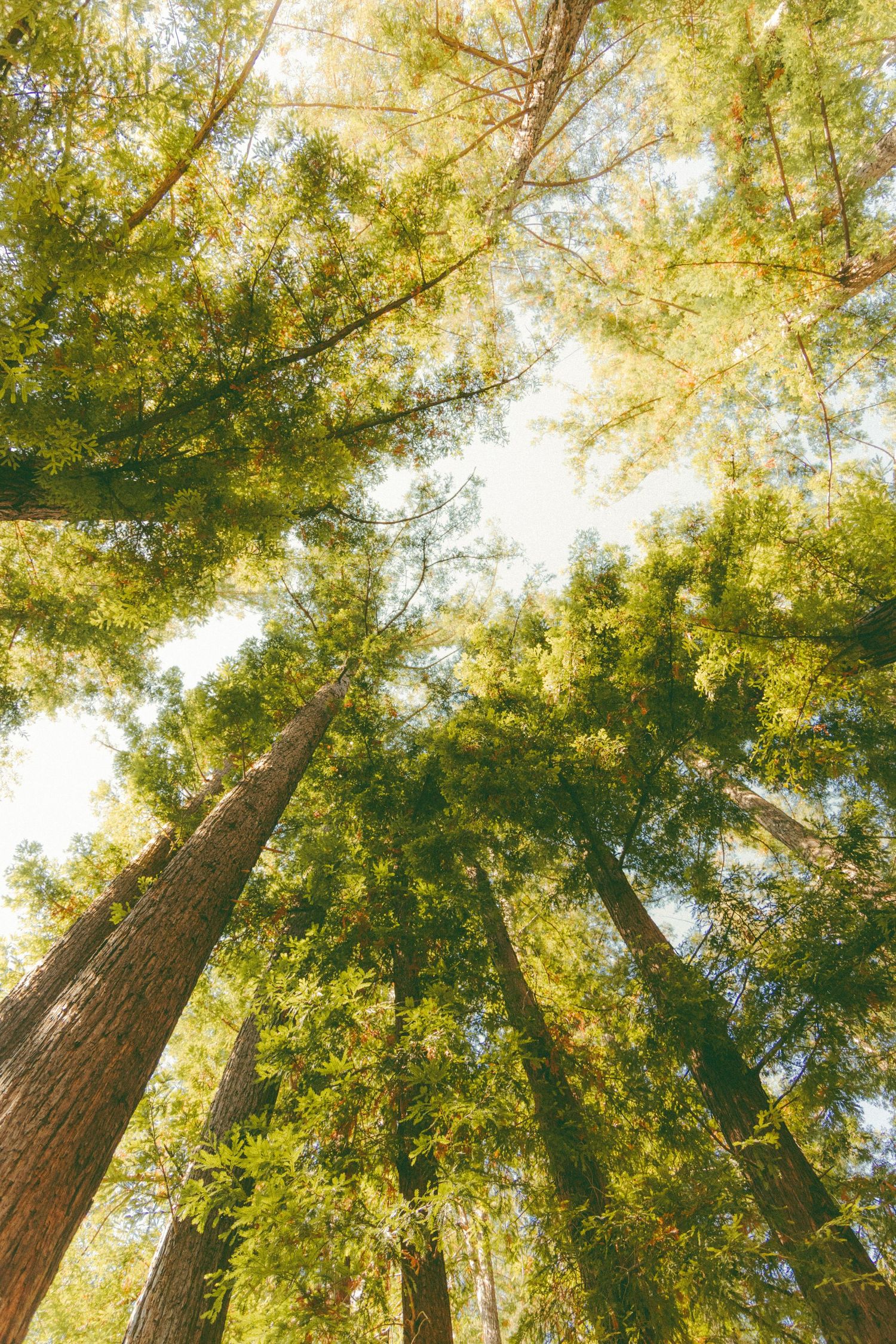 A stunning low-angle view looking up through towering redwood trees with sunlight filtering through the lush green canopy above.