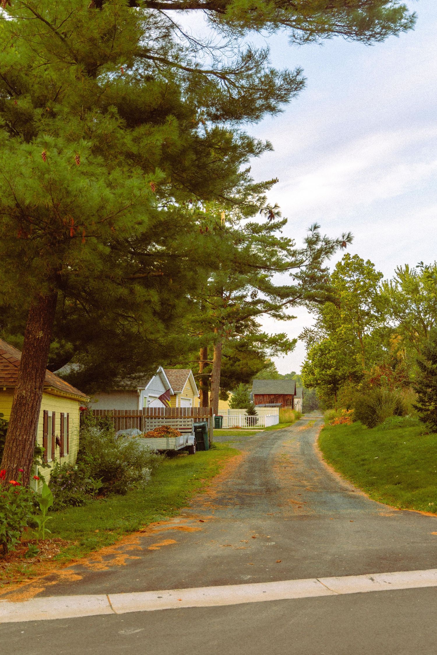 Quiet small town residential road lined with tall green pine trees and charming historic homes on a cloudy day.