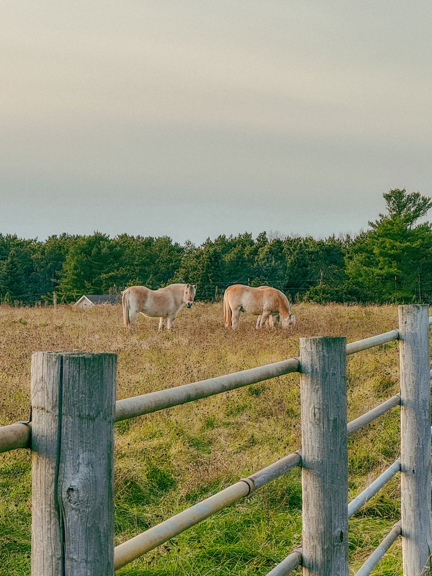 Two light-colored horses grazing in a fenced pasture with green trees and overcast sky in rural countryside setting.