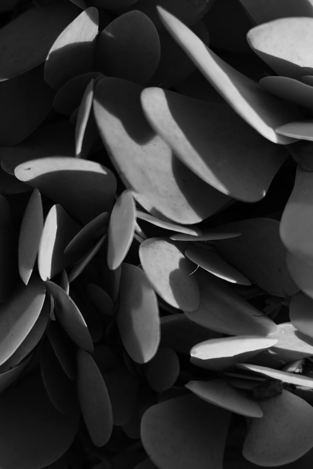 Close-up black and white photo of overlapping succulent plant leaves with dramatic light and shadow contrast.