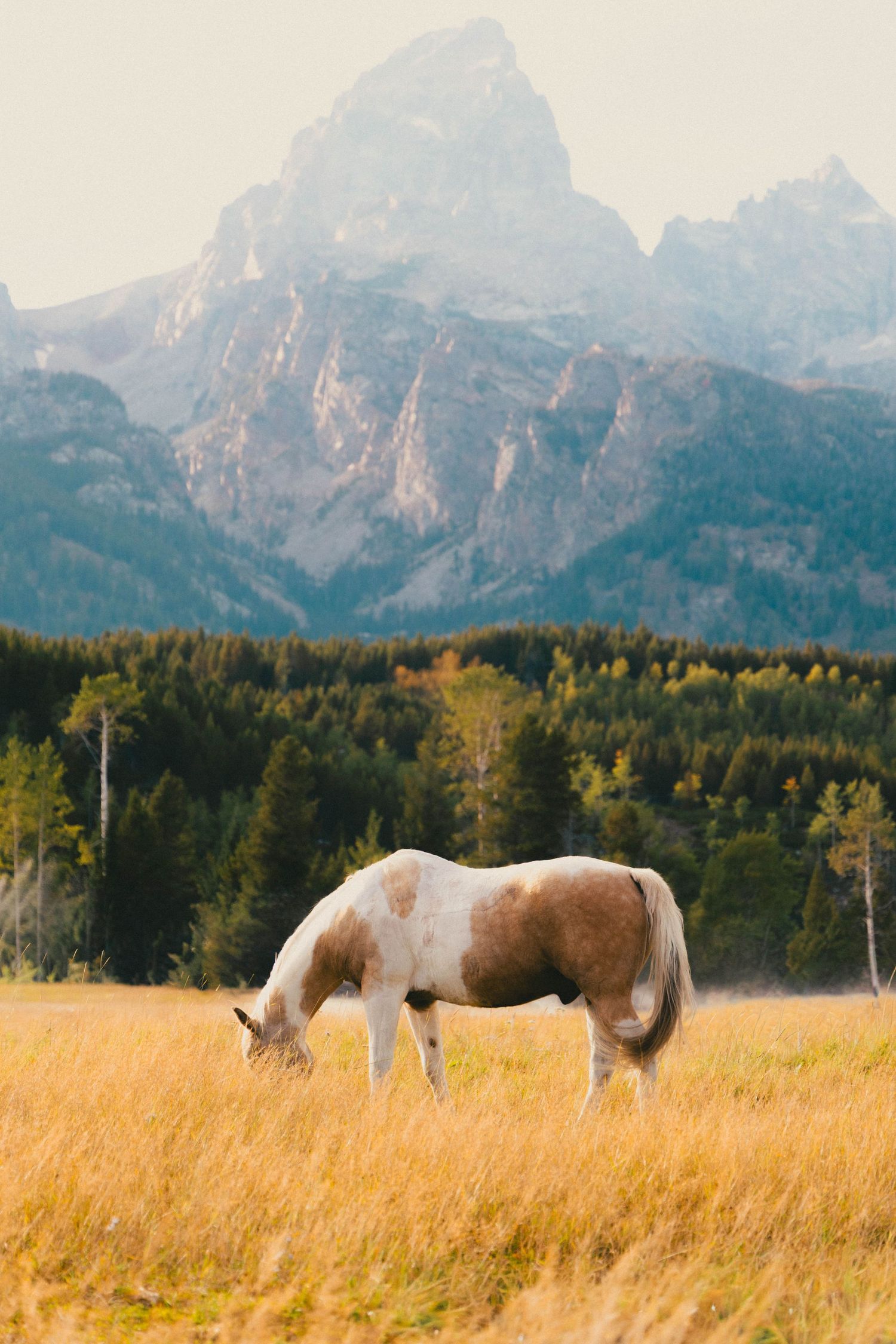 A paint horse grazes in golden meadow with Grand Teton mountains and pine forest backdrop.