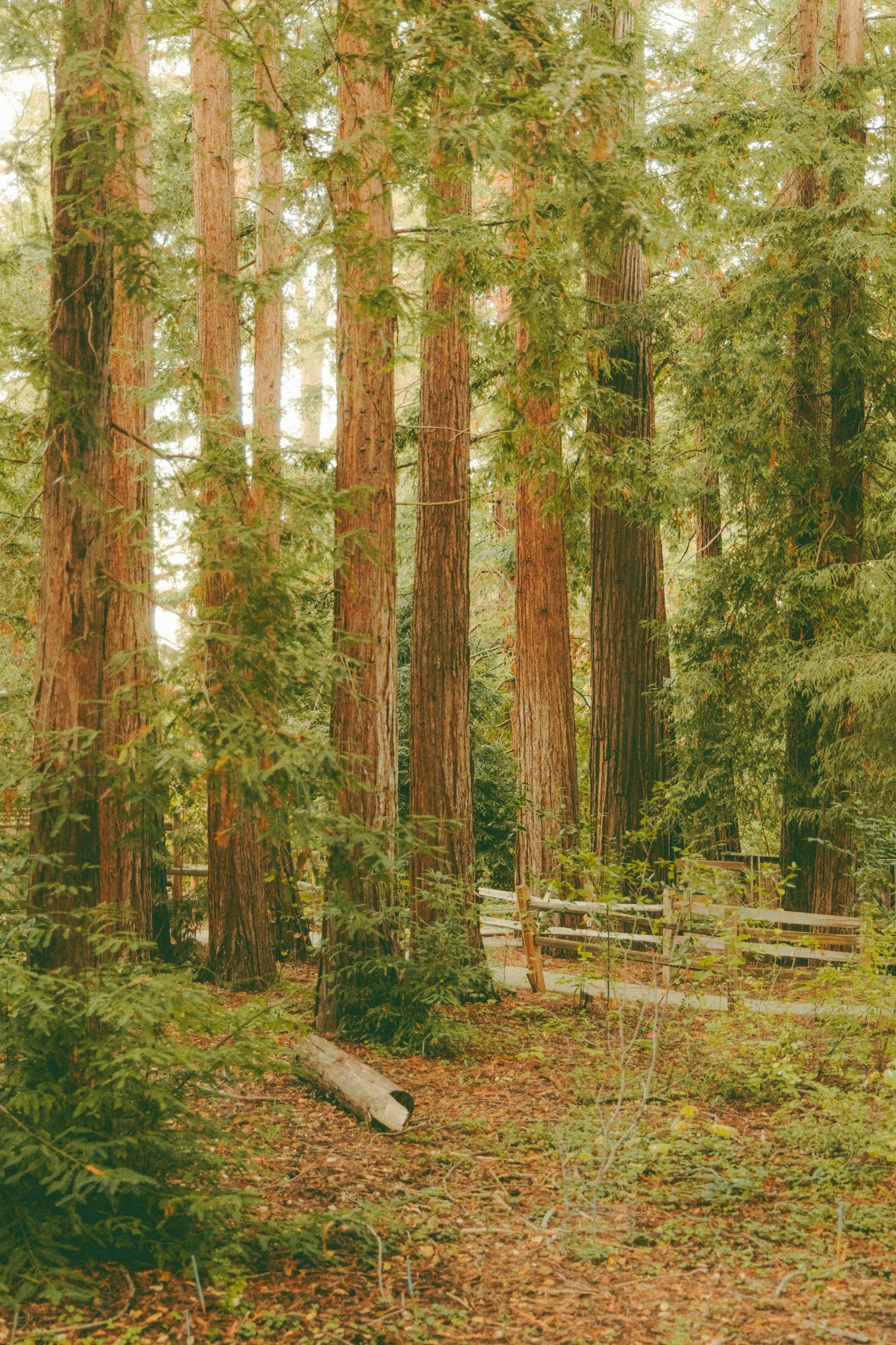 Tall coastal redwood trees with reddish bark stand in a lush green forest with a wooden fence.