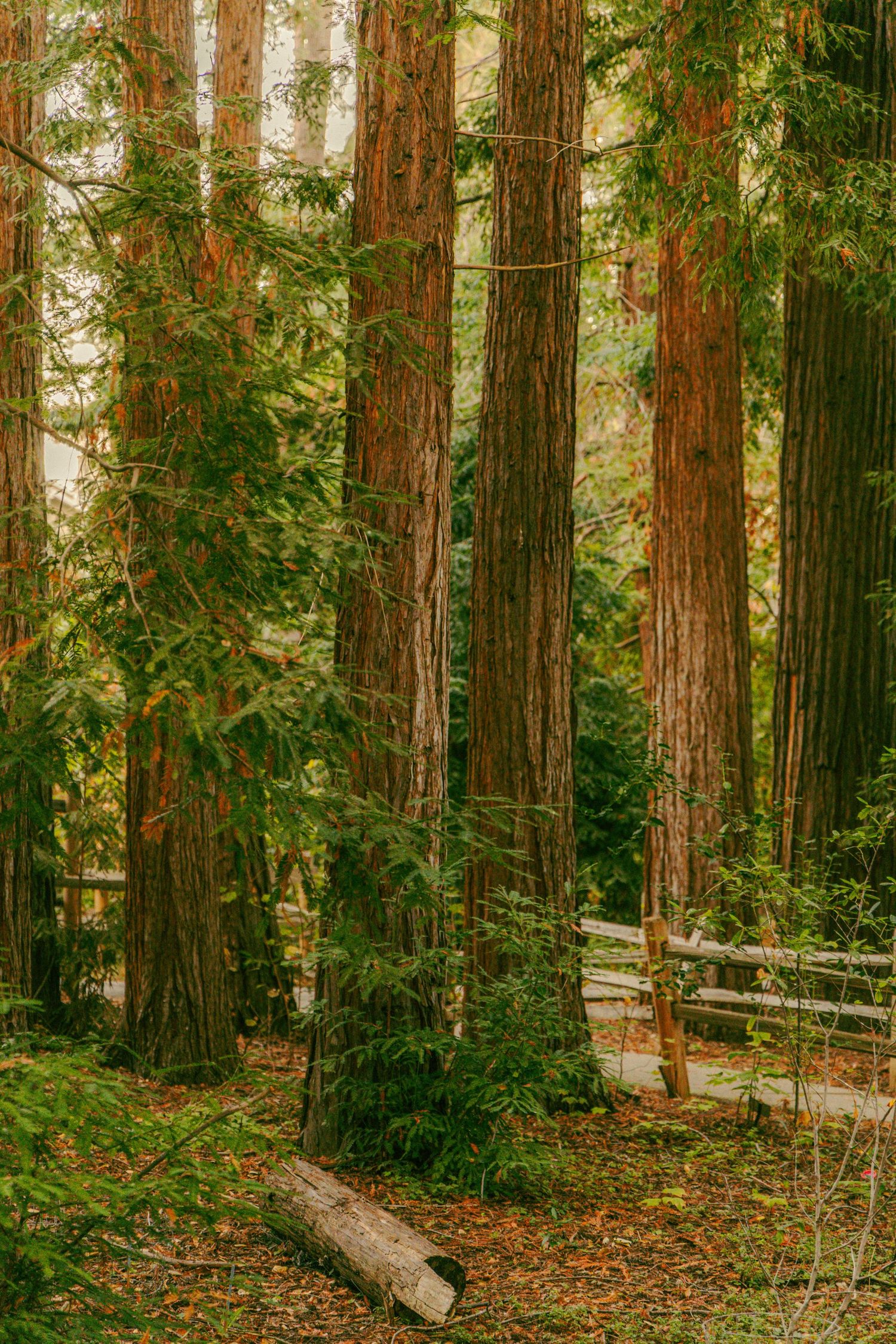 Majestic coastal redwood trees with russet bark tower over a wooden fence along a forest path covered in fallen leaves.
