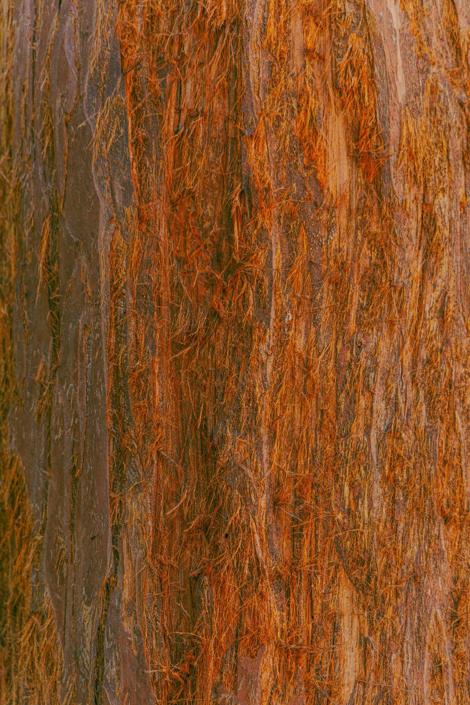 Close-up of rich reddish-brown fibrous tree bark texture with natural vertical striations and warm tones.