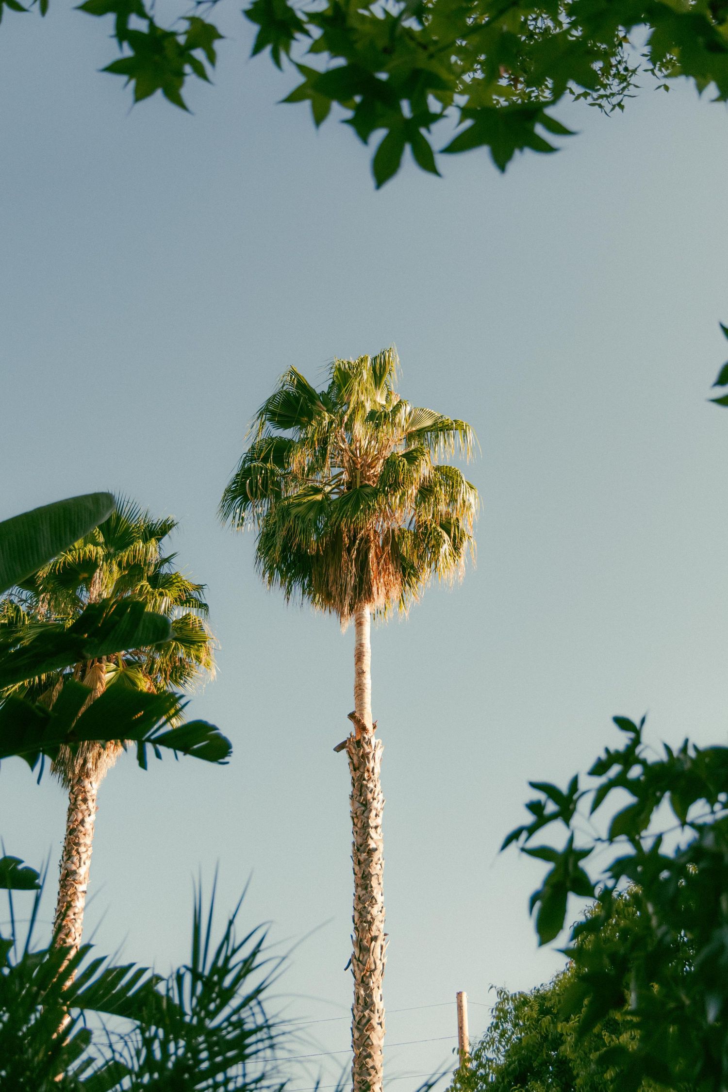 Tall palm trees reaching toward a clear blue sky surrounded by lush tropical foliage in warm golden sunlight.