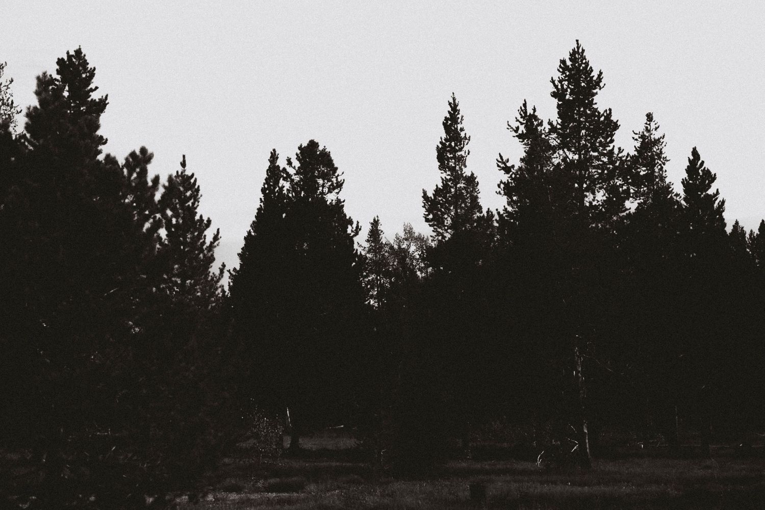 Dark silhouettes of tall pine trees against a gray overcast sky in a moody forest landscape.